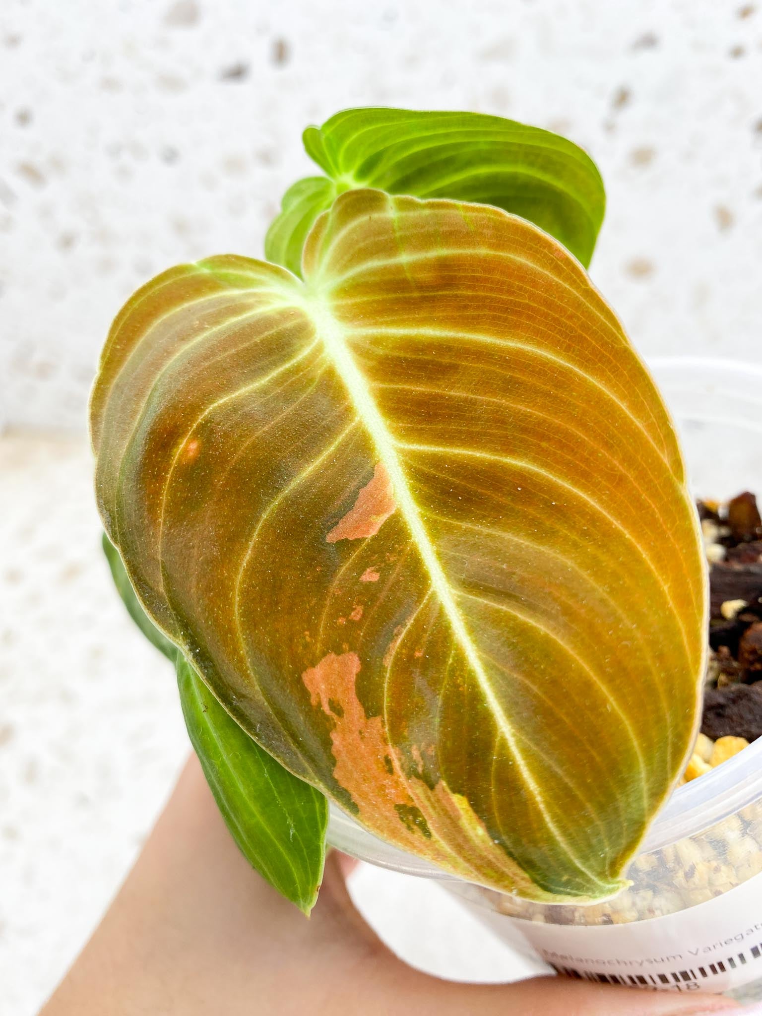 Philodendron Melanochrysum Variegated 3 Leaves 3 Nodes top cutting Rooted