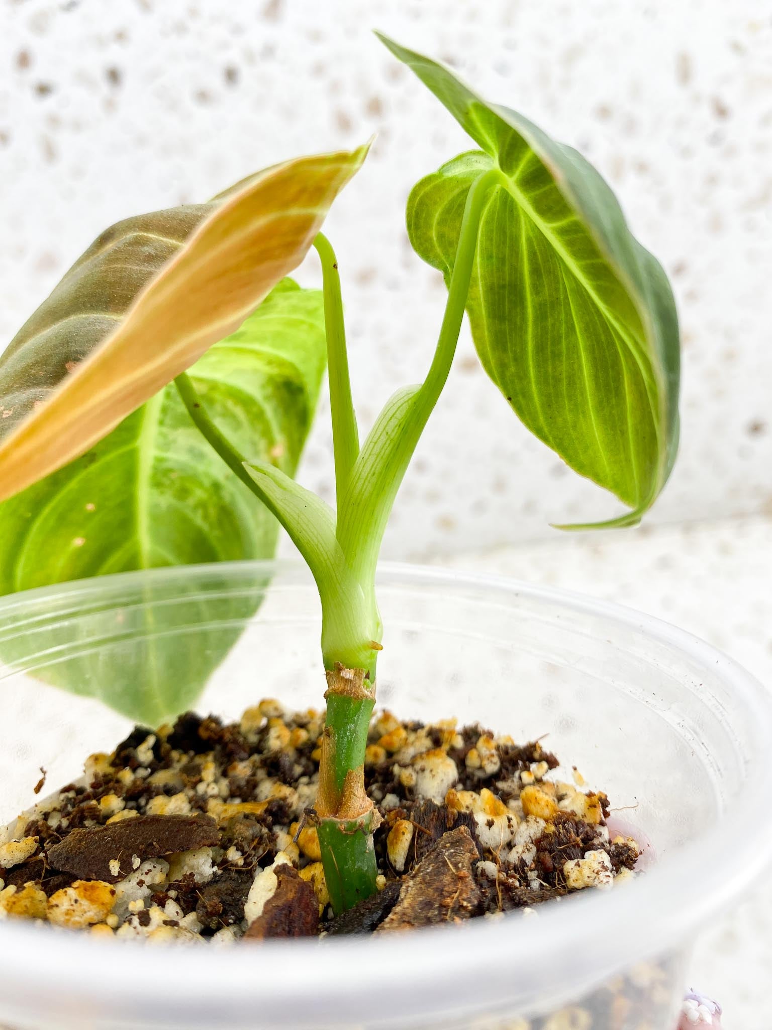 Philodendron Melanochrysum Variegated 3 Leaves 3 Nodes top cutting Rooted