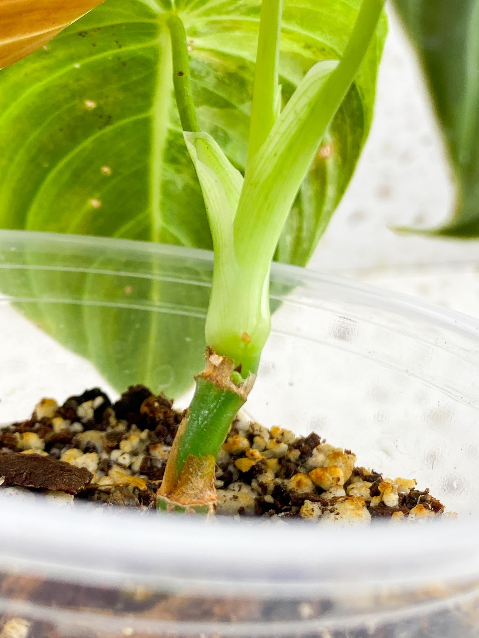 Philodendron Melanochrysum Variegated 3 Leaves 3 Nodes top cutting Rooted