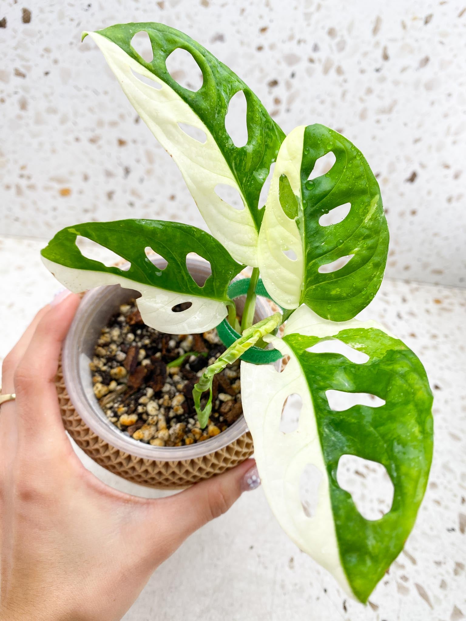 *Monstera Adansonii Albo Tricolor Variegated Multiple half moon Leaves Multiple Nodes top cutting Rooted