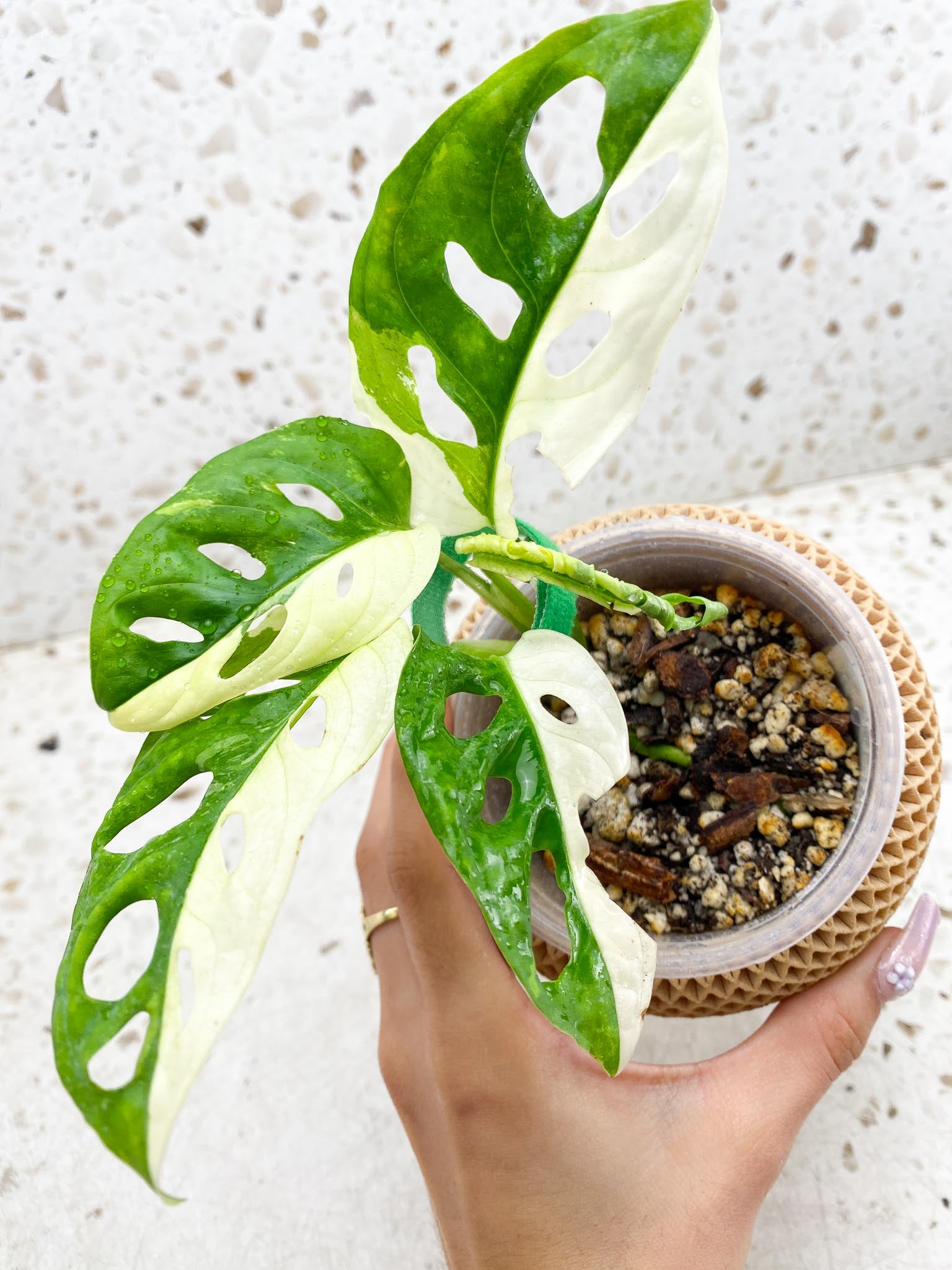 *Monstera Adansonii Albo Tricolor Variegated Multiple half moon Leaves Multiple Nodes top cutting Rooted
