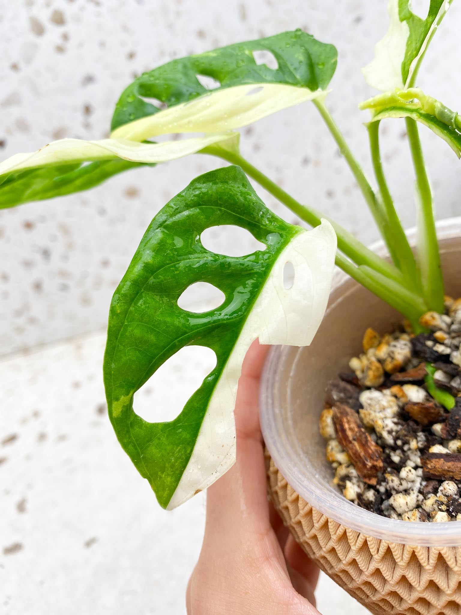 *Monstera Adansonii Albo Tricolor Variegated Multiple half moon Leaves Multiple Nodes top cutting Rooted