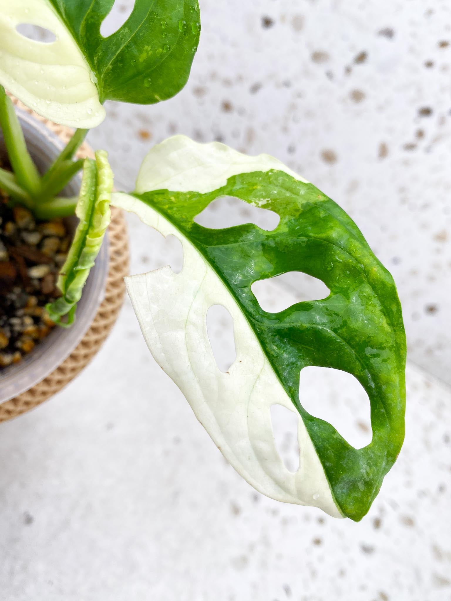 *Monstera Adansonii Albo Tricolor Variegated Multiple half moon Leaves Multiple Nodes top cutting Rooted