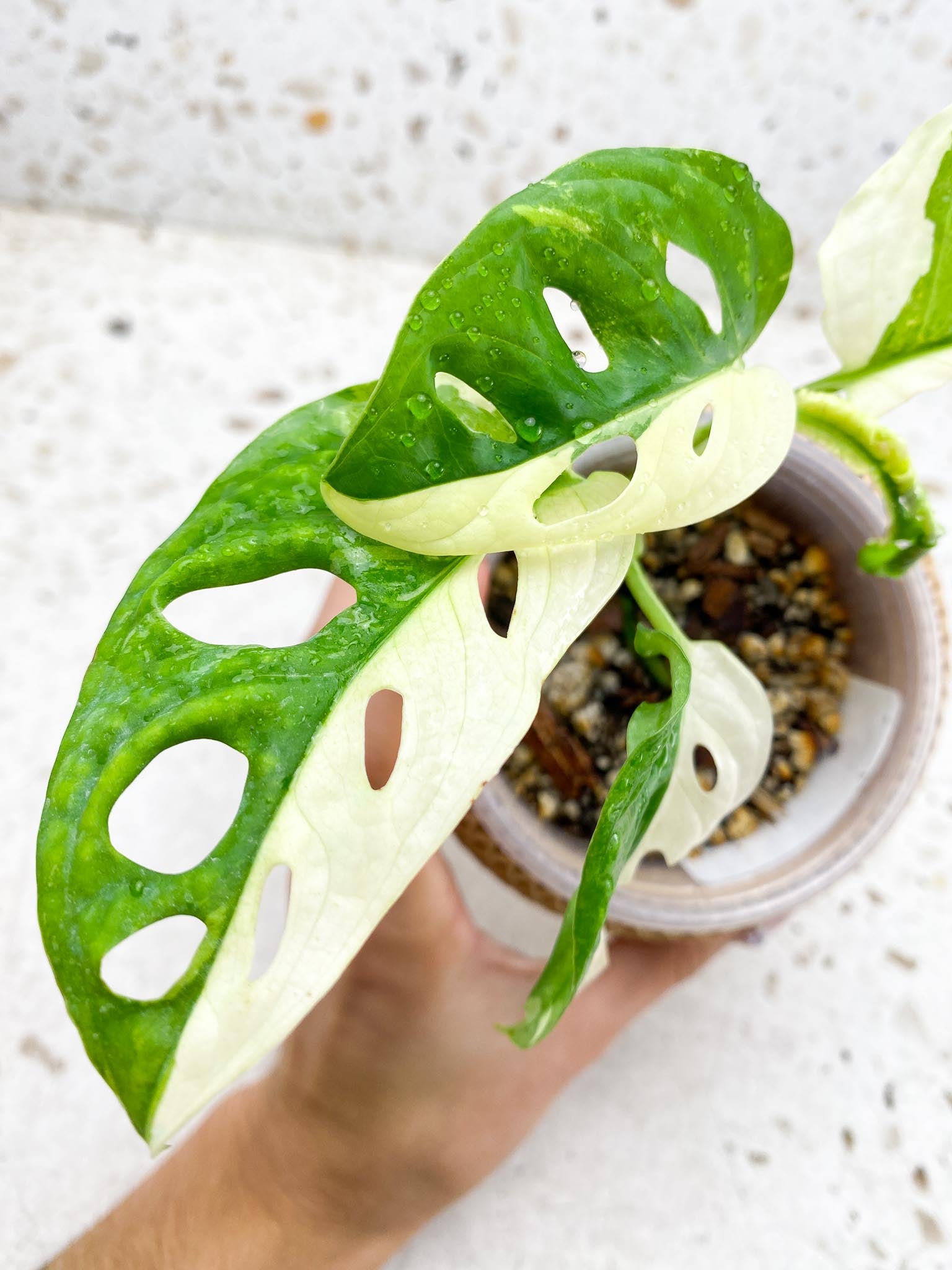 *Monstera Adansonii Albo Tricolor Variegated Multiple half moon Leaves Multiple Nodes top cutting Rooted