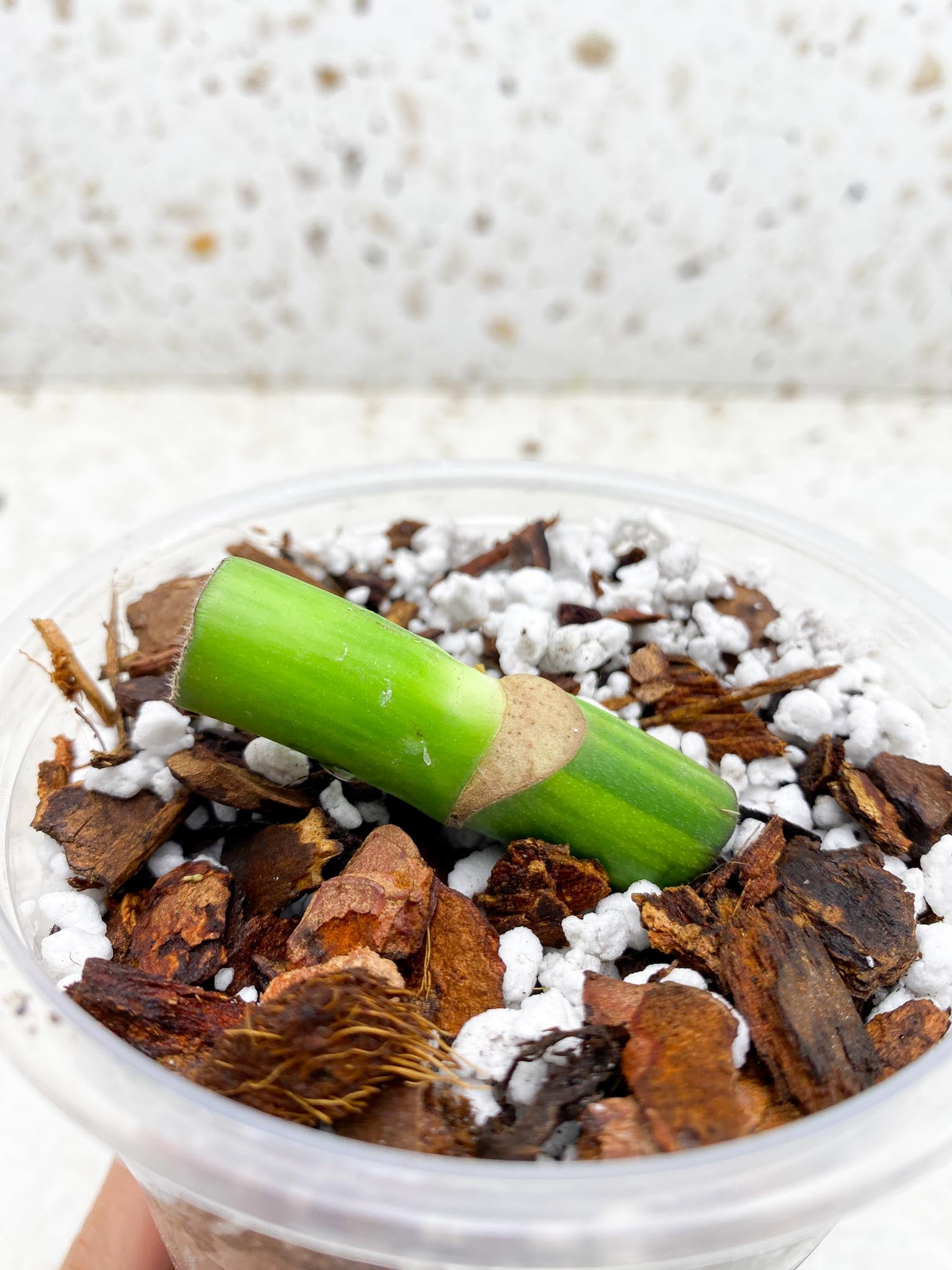 Monstera Aurea Tricolor 1 Node Rooted