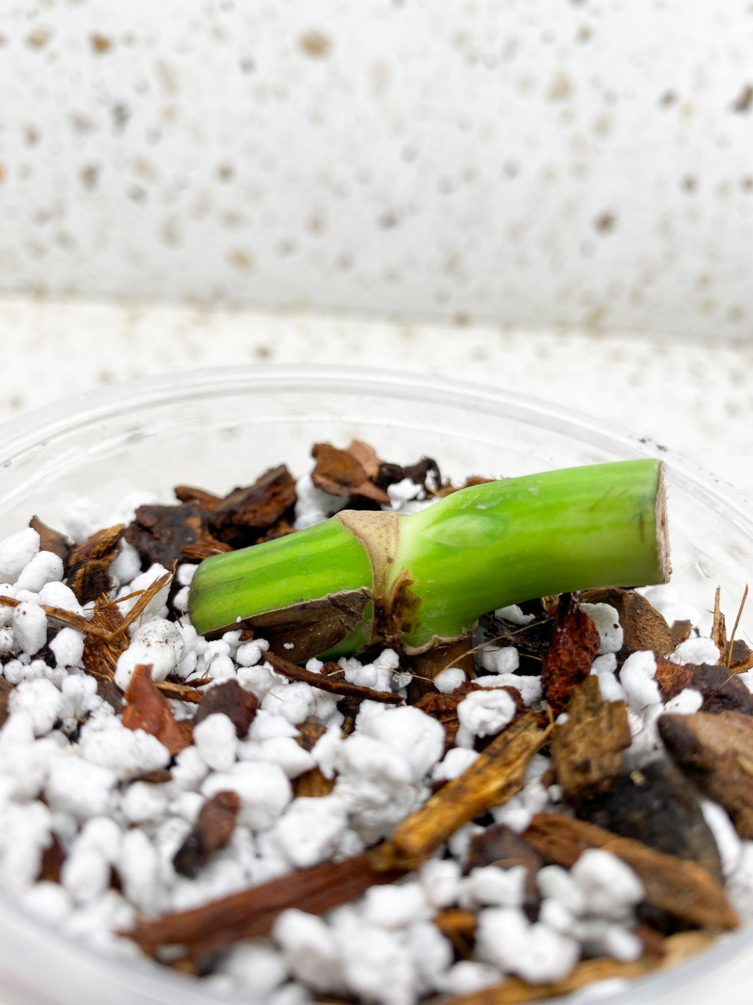 Monstera Aurea Tricolor 1 Node Rooted
