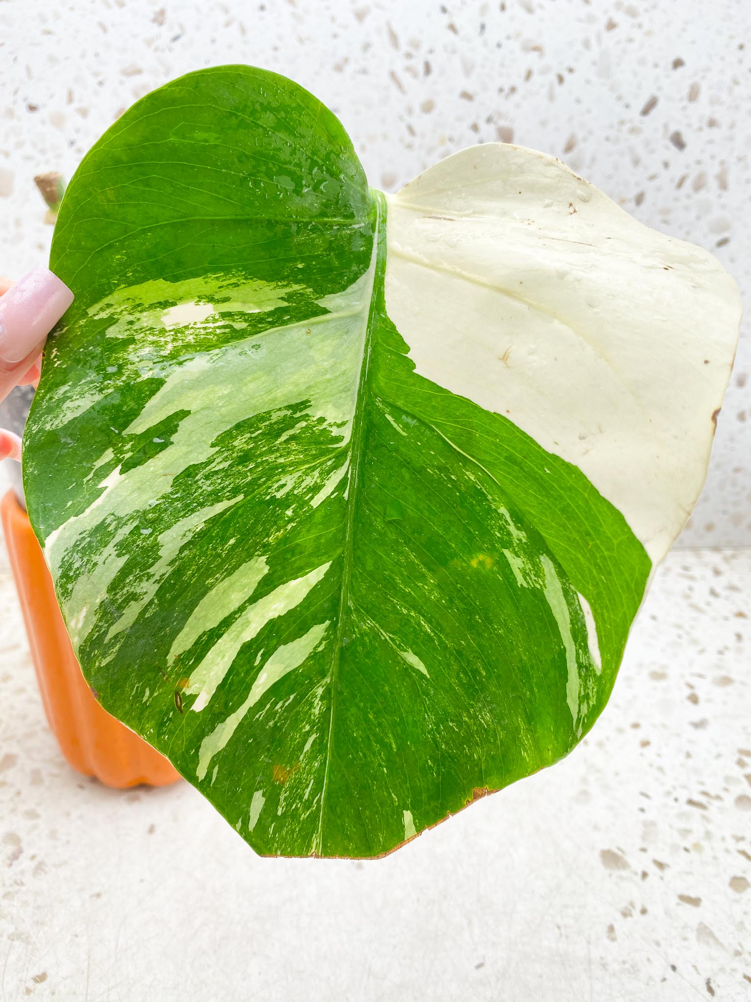 *Monstera albo Japanese White Tiger Variegated 1 Leaf 1 Node Rooted