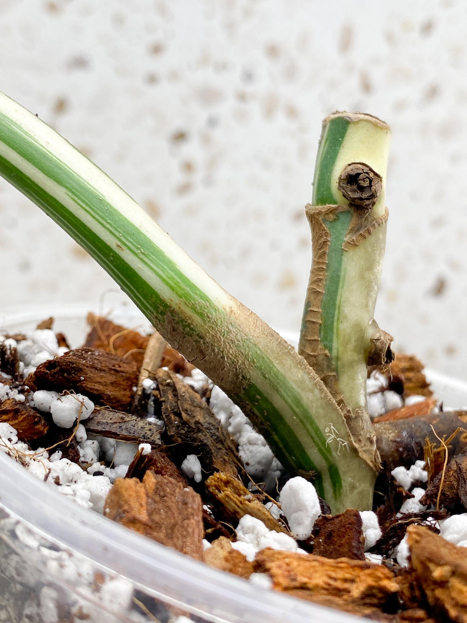 *Monstera albo Japanese White Tiger Variegated 1 Leaf 1 Node Rooted