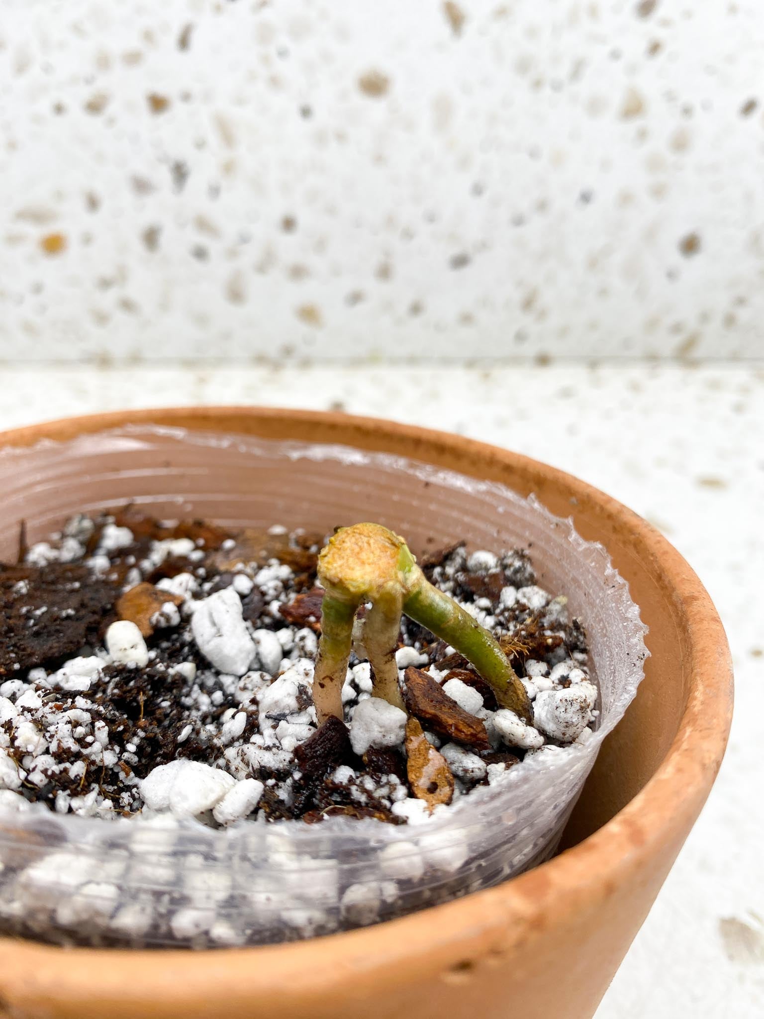 Anthurium Fort Sherman X Dark Phoenix 1 Node 1 Growing Bud Rooted