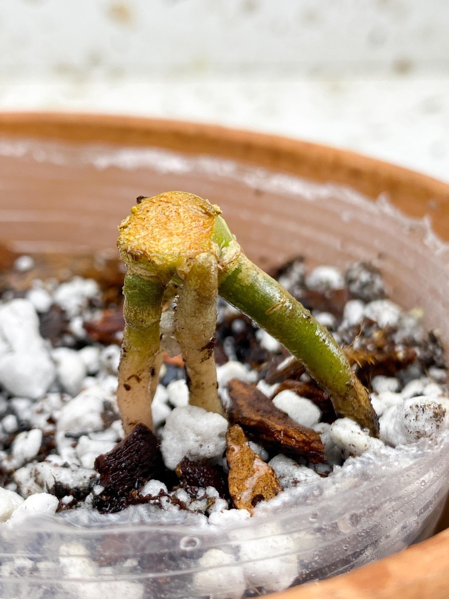 Anthurium Fort Sherman X Dark Phoenix 1 Node 1 Growing Bud Rooted