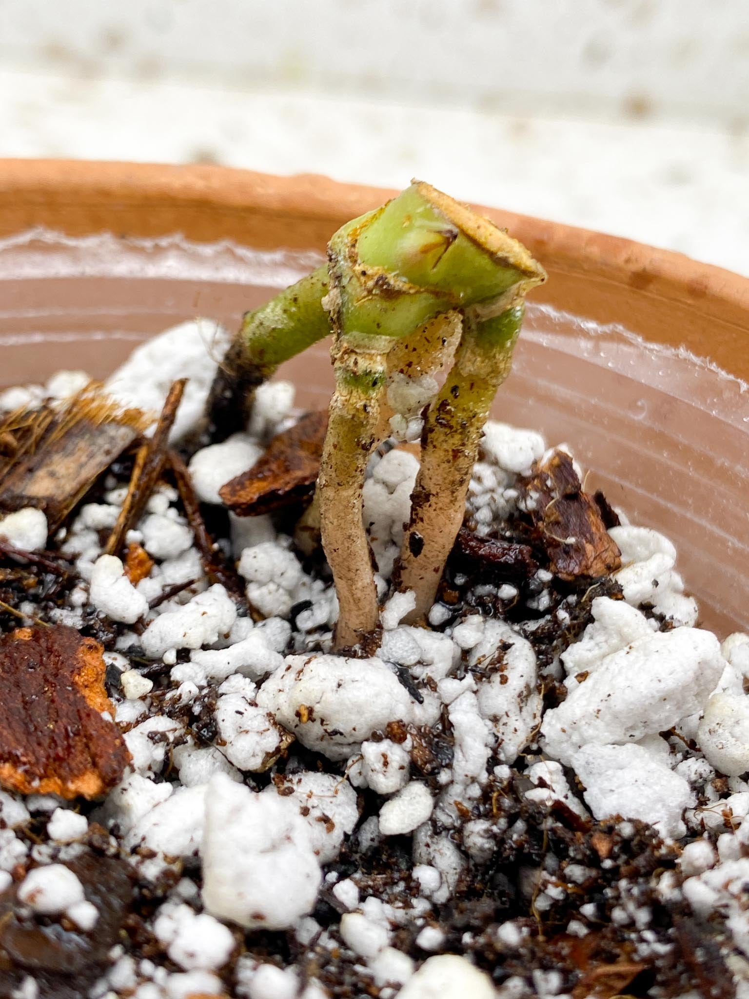 Anthurium Fort Sherman X Dark Phoenix 1 Node 1 Growing Bud Rooted