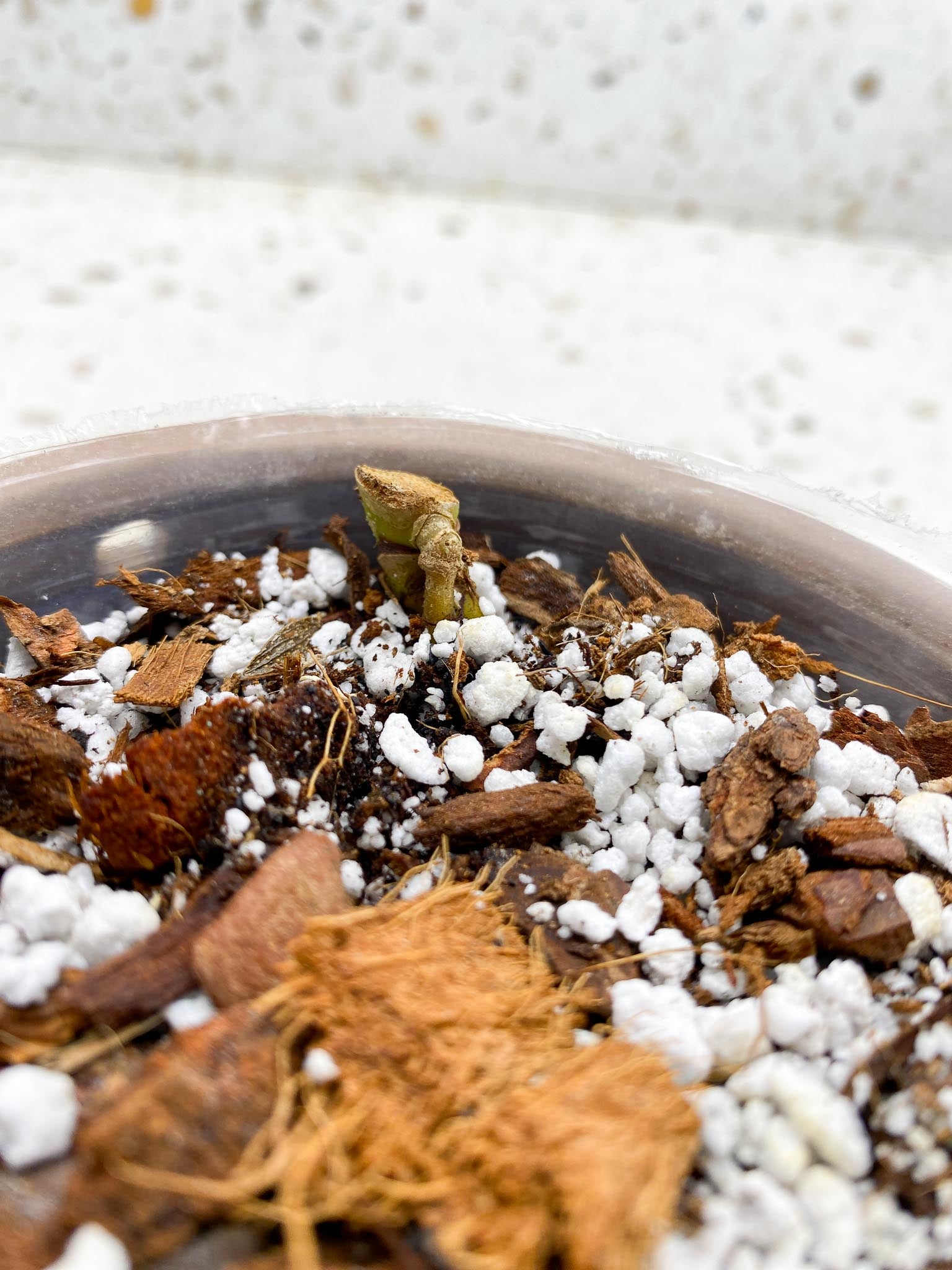 Anthurium Red Vein Dark Phoenix x Magnificum Verde 1 Node 1 Growing Bud Rooted