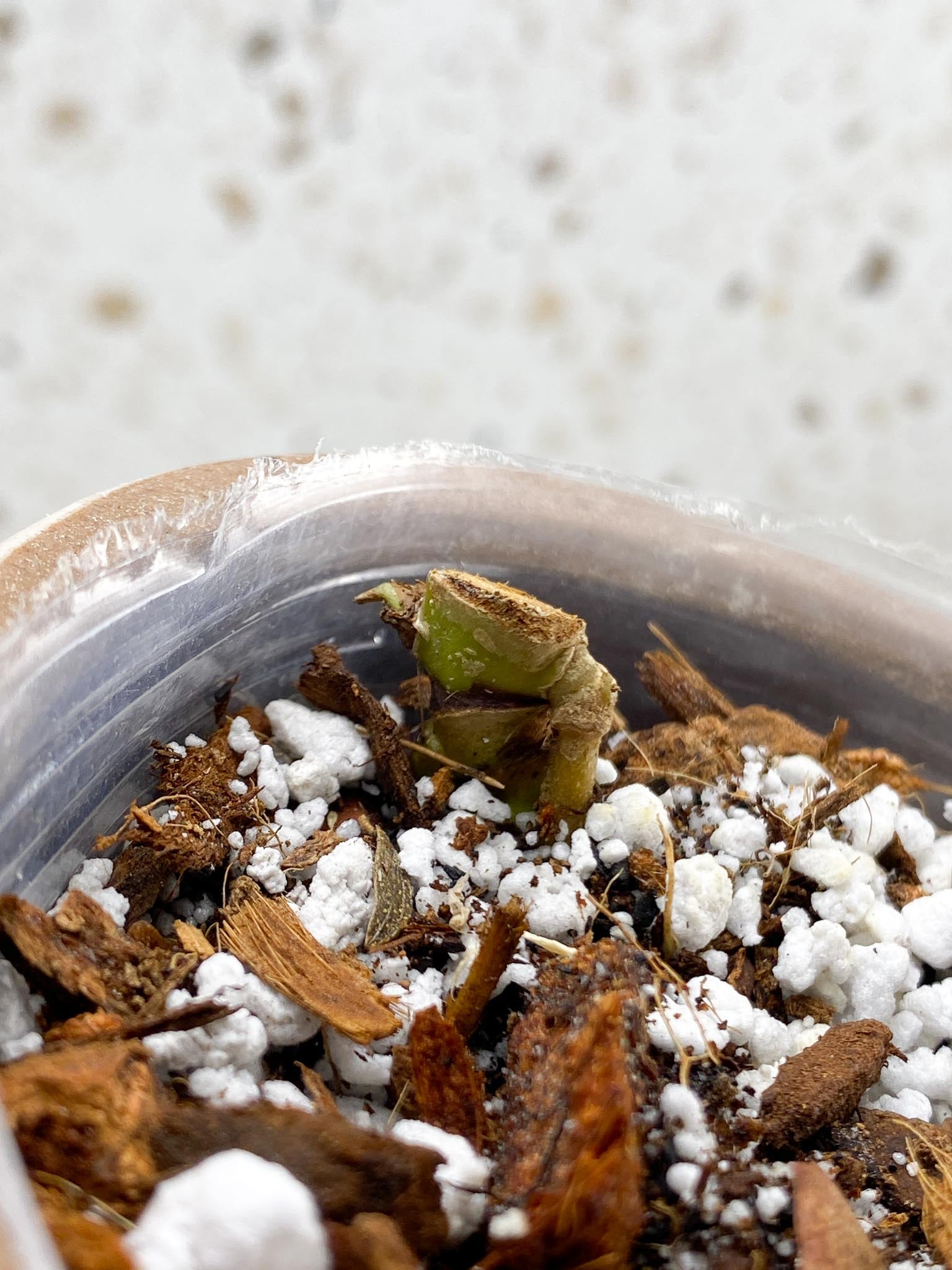 Anthurium Red Vein Dark Phoenix x Magnificum Verde 1 Node 1 Growing Bud Rooted