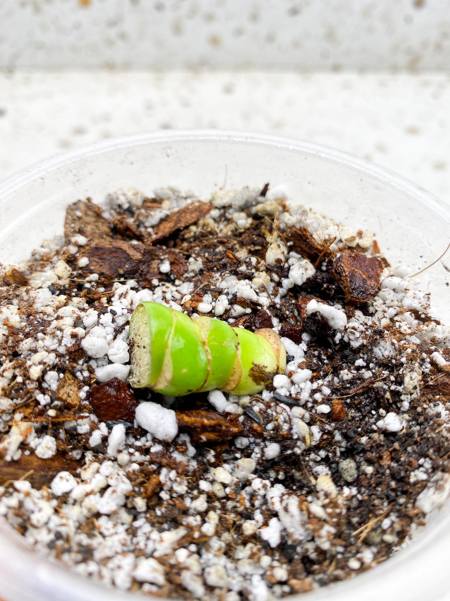 *Rhaphidophora tetrasperma variegated White monster 3 Nodes Rooted