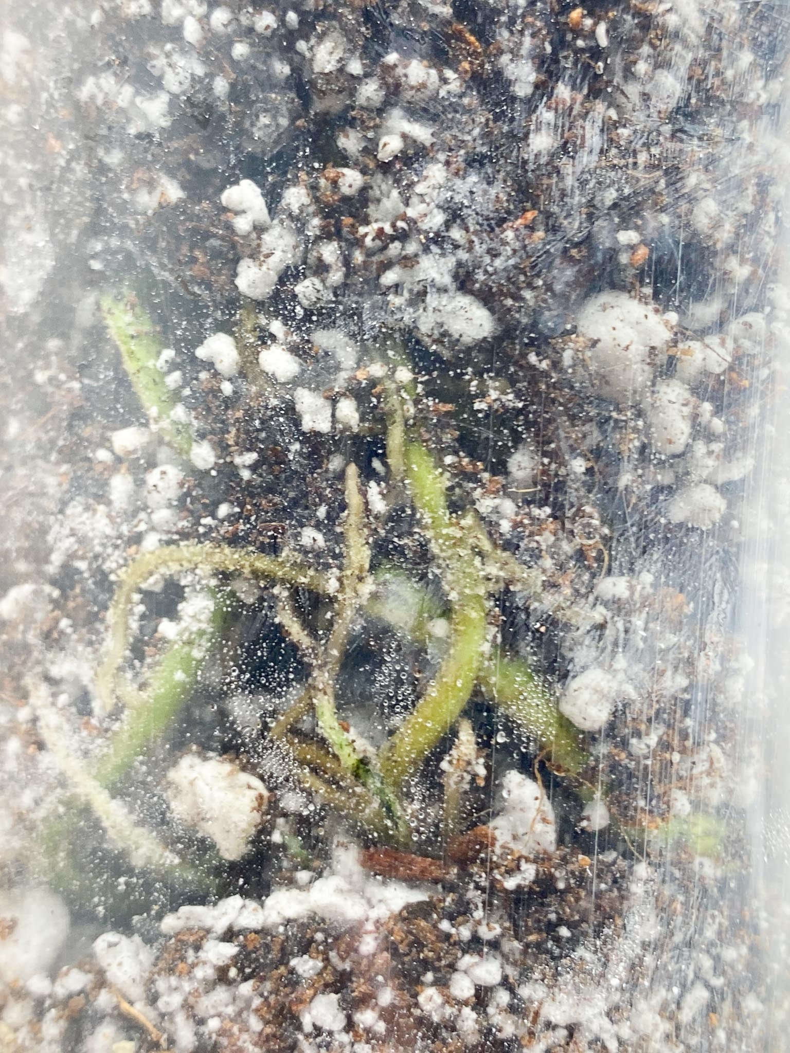 *Rhaphidophora tetrasperma variegated White monster 3 Nodes Rooted