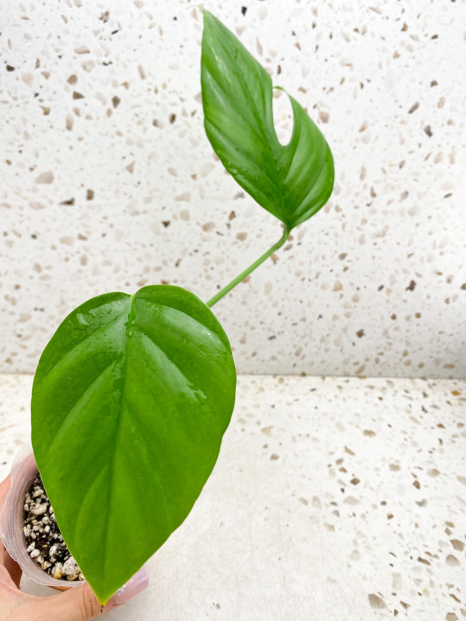 Rhaphidophora Sp. Flame 2 Leaves 3 Nodes 1 Sprout Rooted