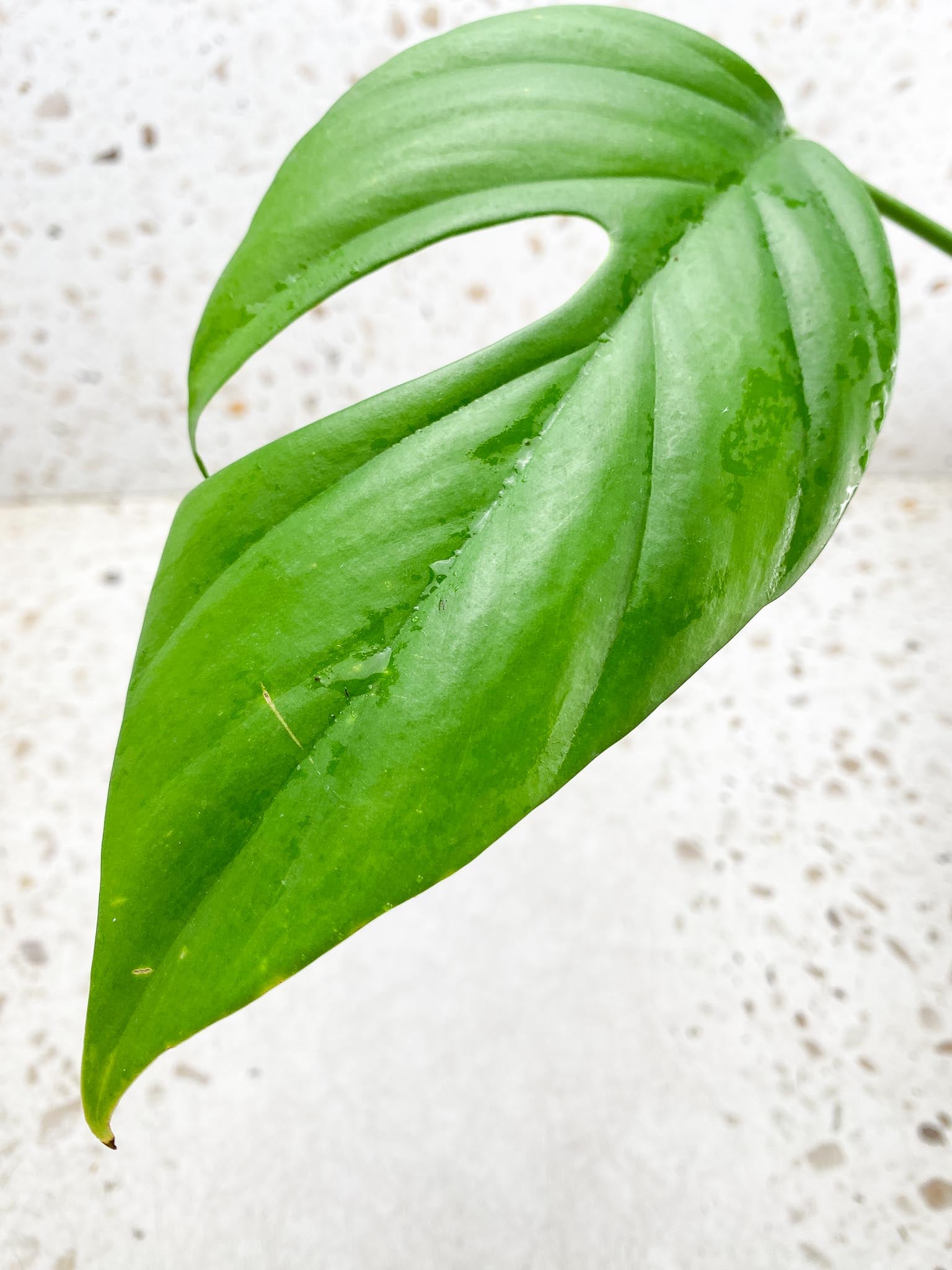 Rhaphidophora Sp. Flame 2 Leaves 3 Nodes 1 Sprout Rooted
