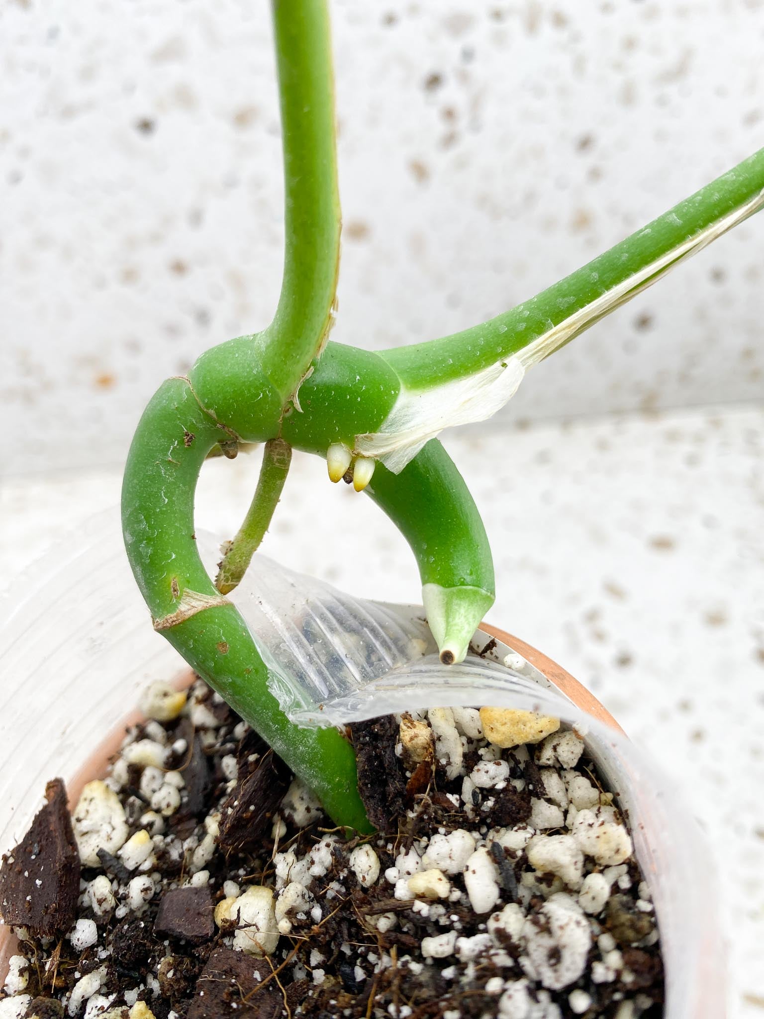 Rhaphidophora Sp. Flame 2 Leaves 3 Nodes 1 Sprout Rooted