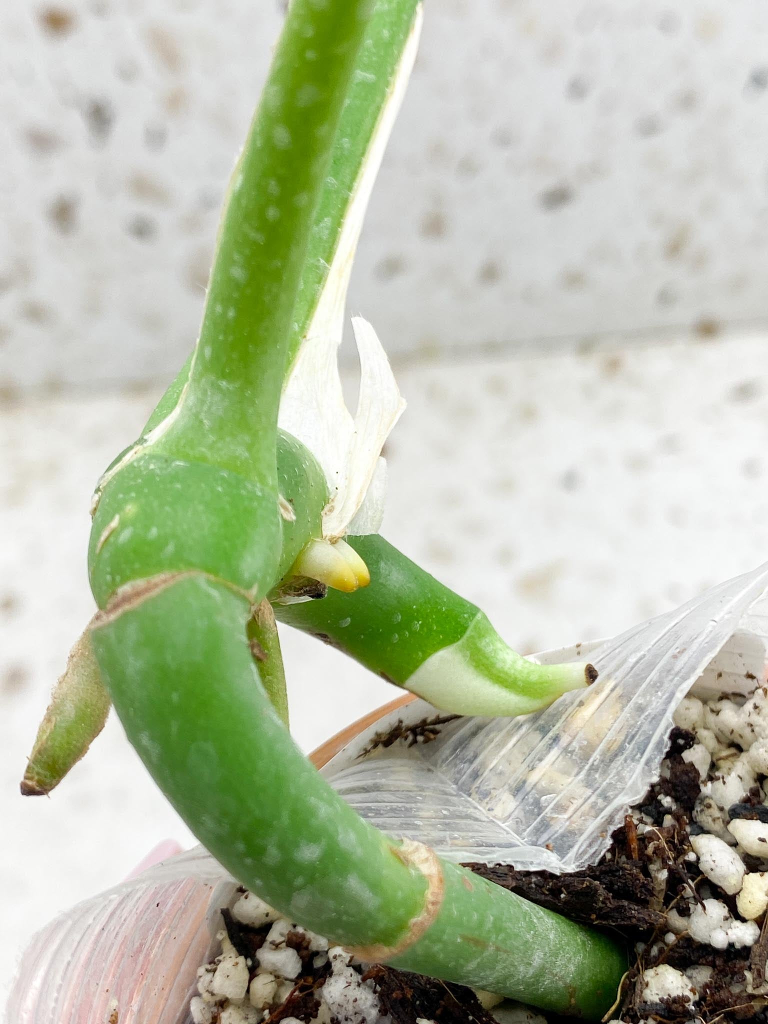 Rhaphidophora Sp. Flame 2 Leaves 3 Nodes 1 Sprout Rooted