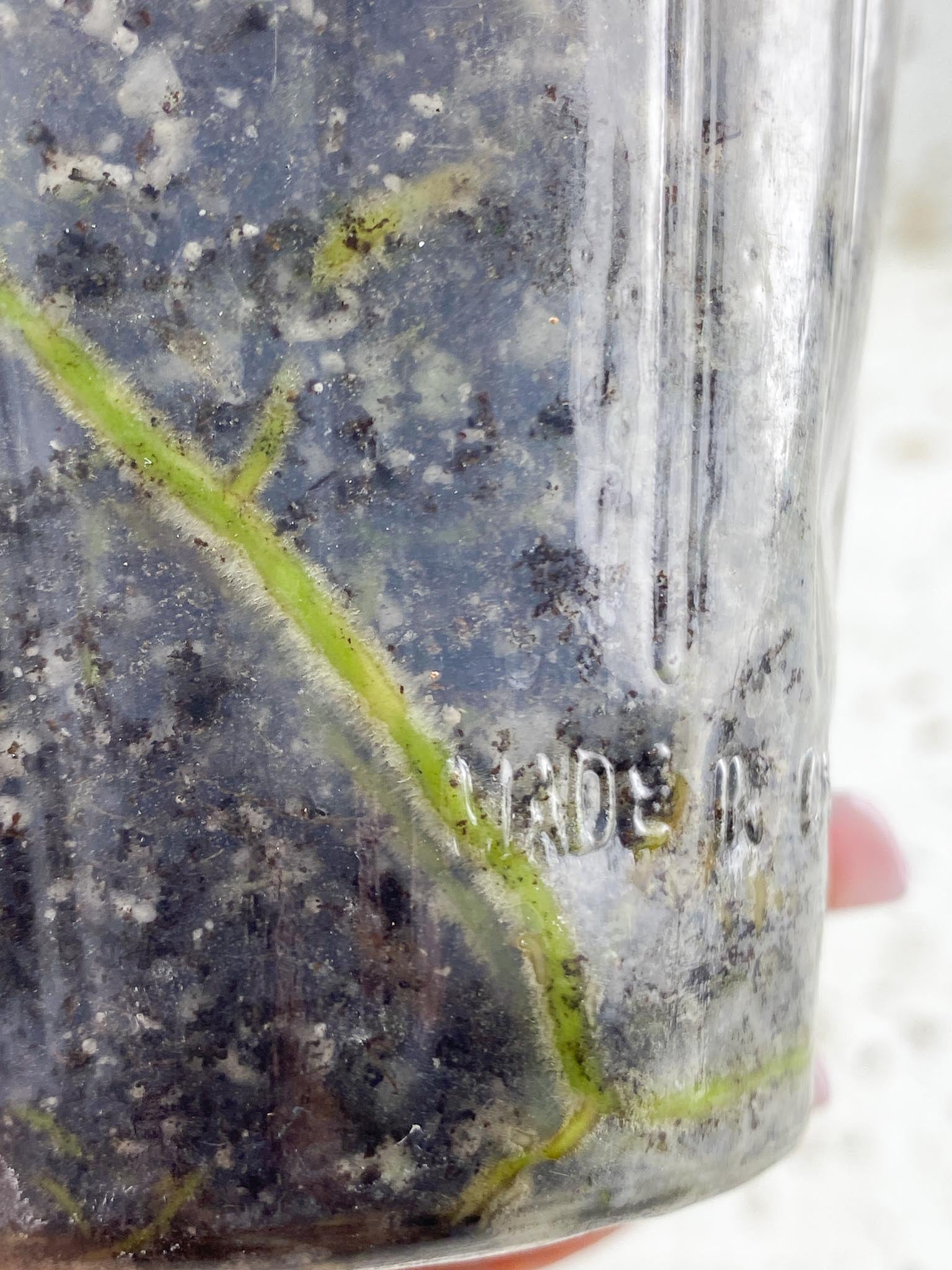 Rhaphidophora Sp. Flame 2 Leaves 3 Nodes 1 Sprout Rooted