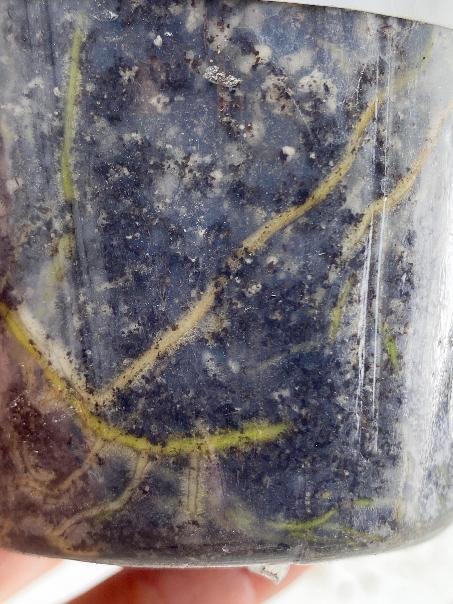 Rhaphidophora Sp. Flame 2 Leaves 3 Nodes 1 Sprout Rooted