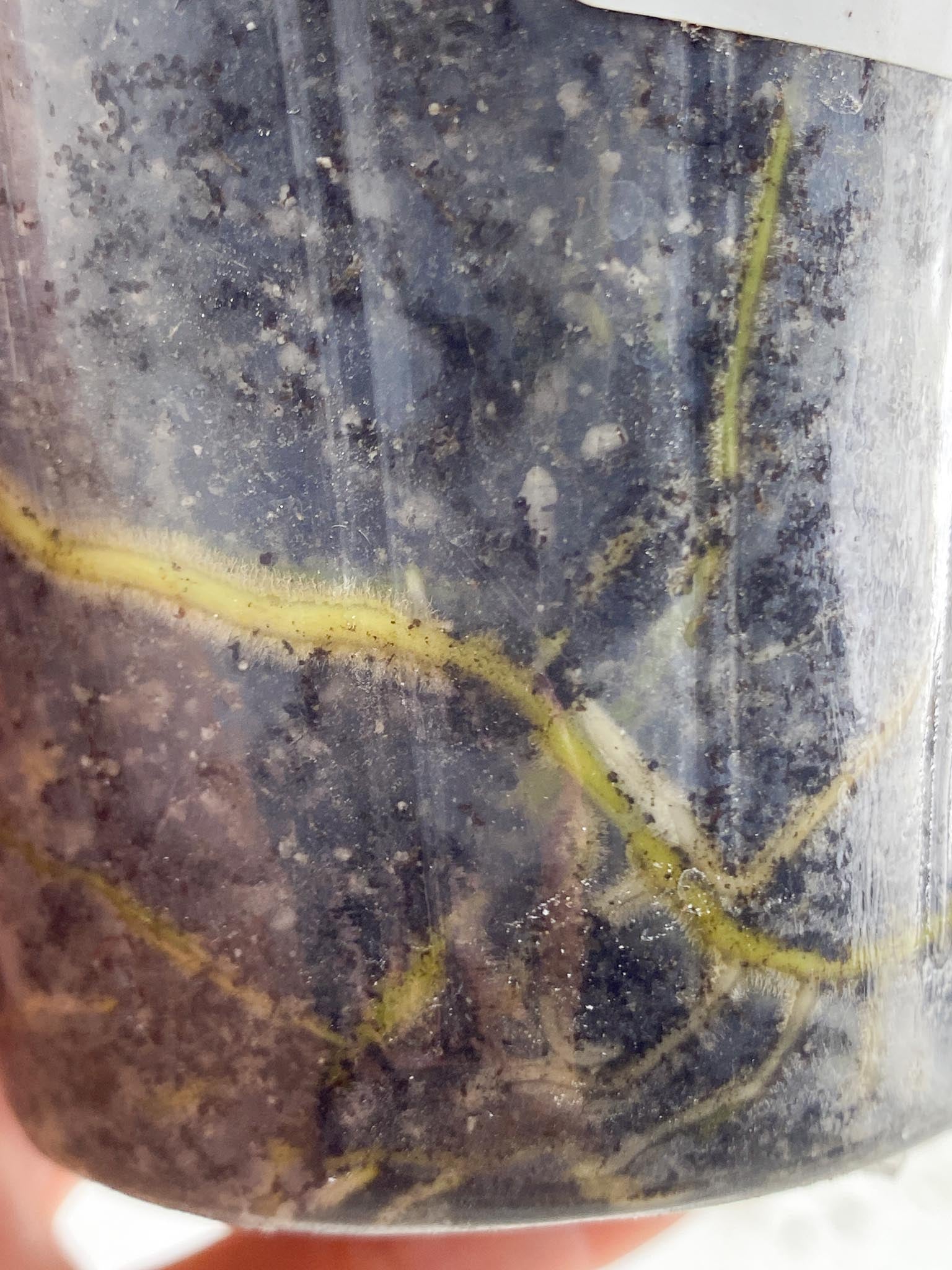 Rhaphidophora Sp. Flame 2 Leaves 3 Nodes 1 Sprout Rooted