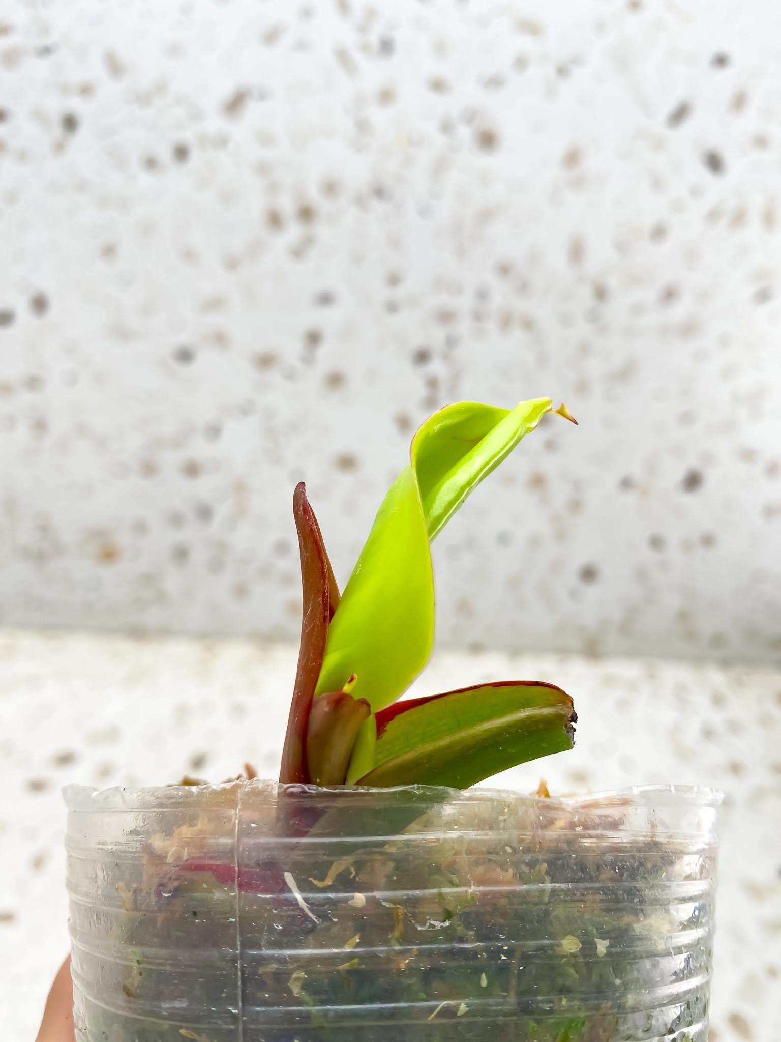 *Philodendron Red Moon Variegated 1 Leaf 2 Nodes 1 Sprout top cutting Rooted