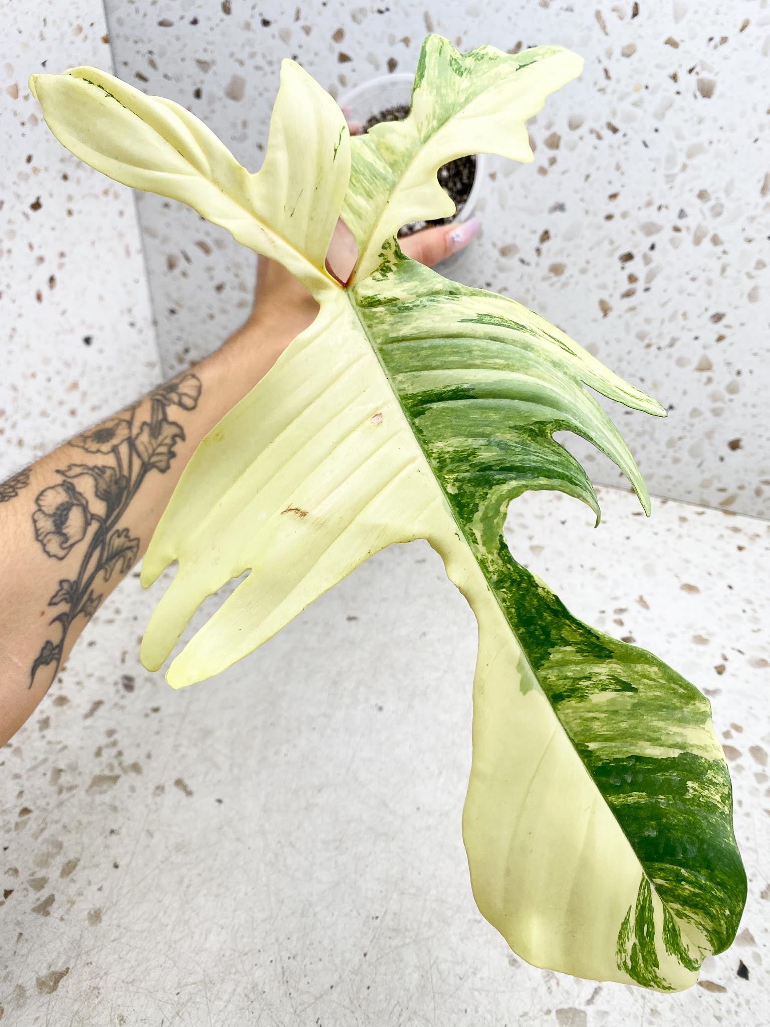 *Philodendron Florida beauty Variegated 1 big Leaf 1 Node Rooted