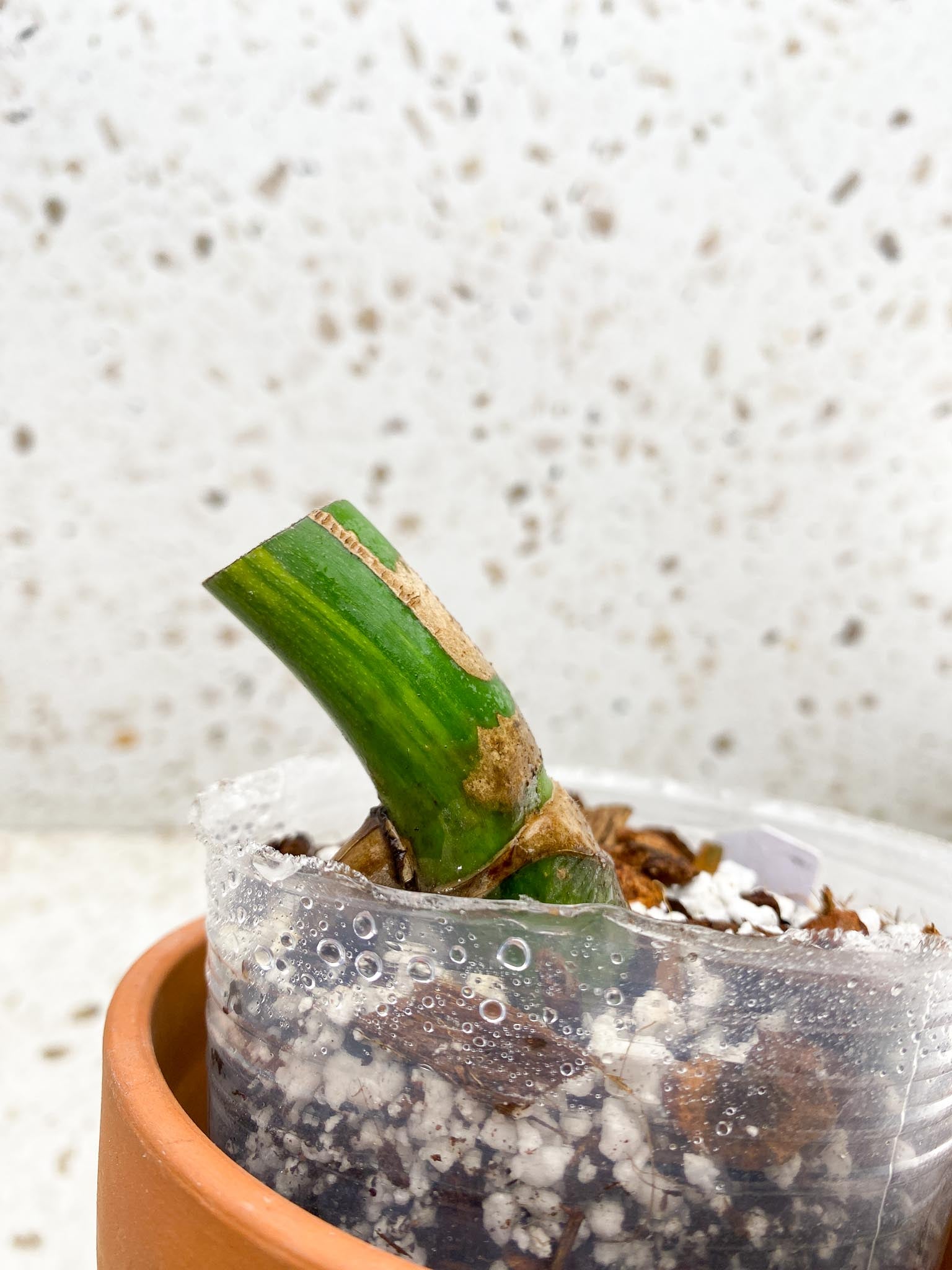 Monstera Aurea Tricolor 1 Node Rooted