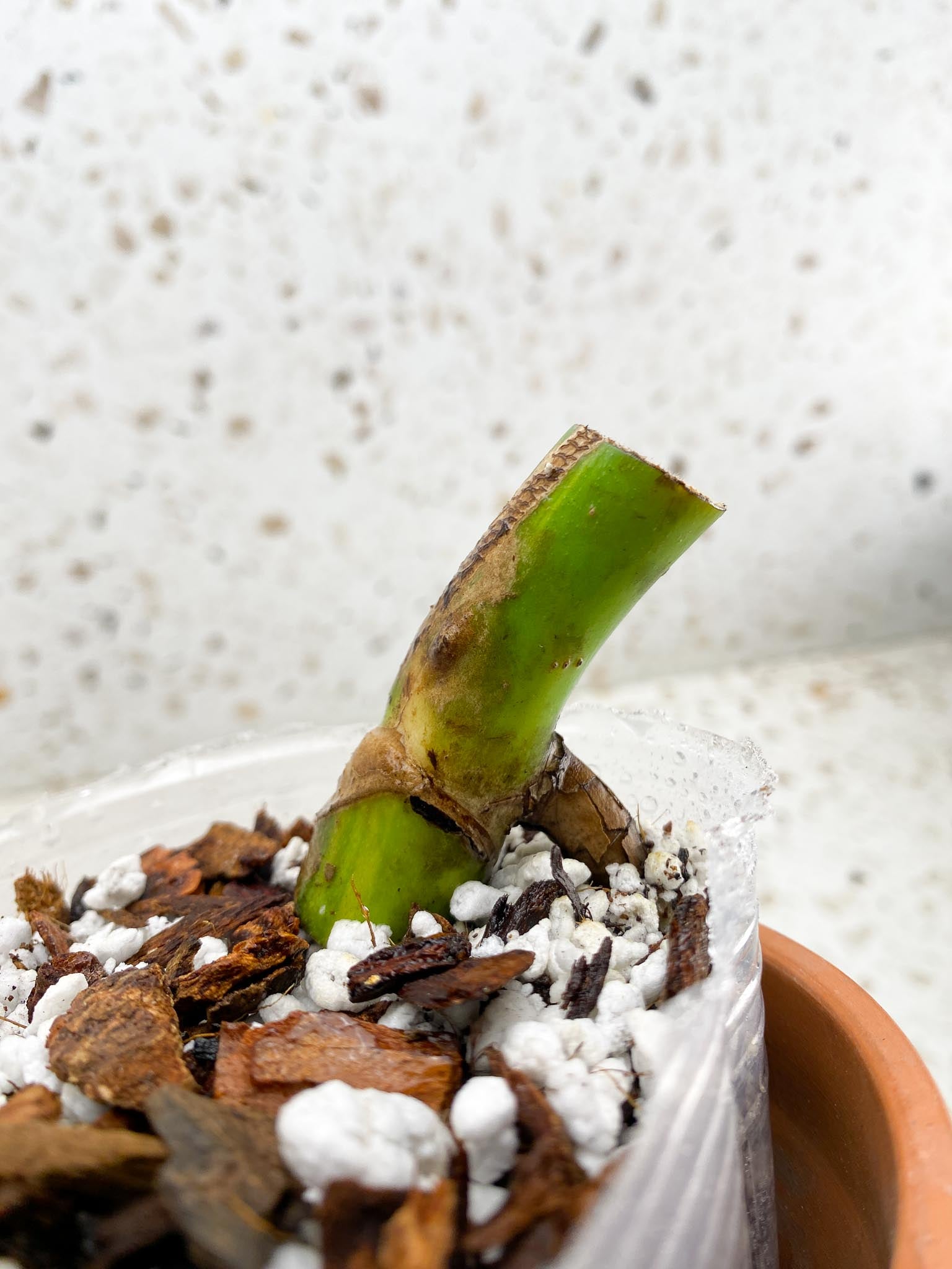 Monstera Aurea Tricolor 1 Node Rooted