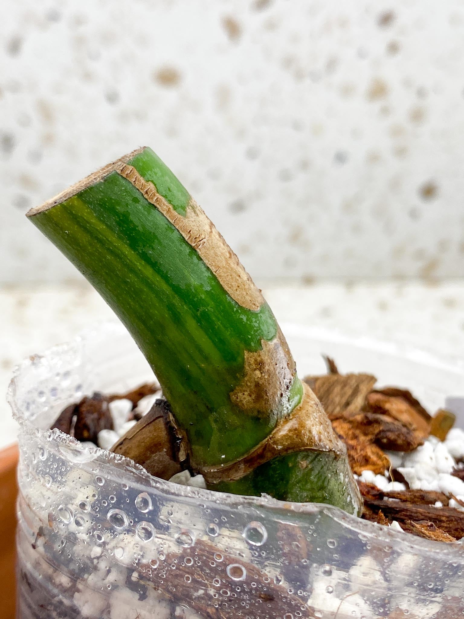 Monstera Aurea Tricolor 1 Node Rooted