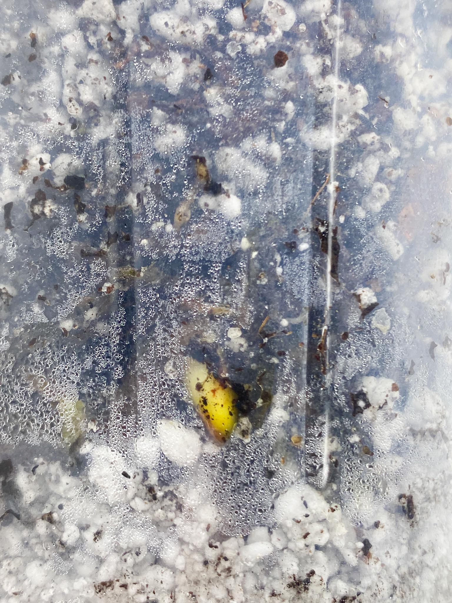 Monstera Aurea Tricolor 1 Node Rooted