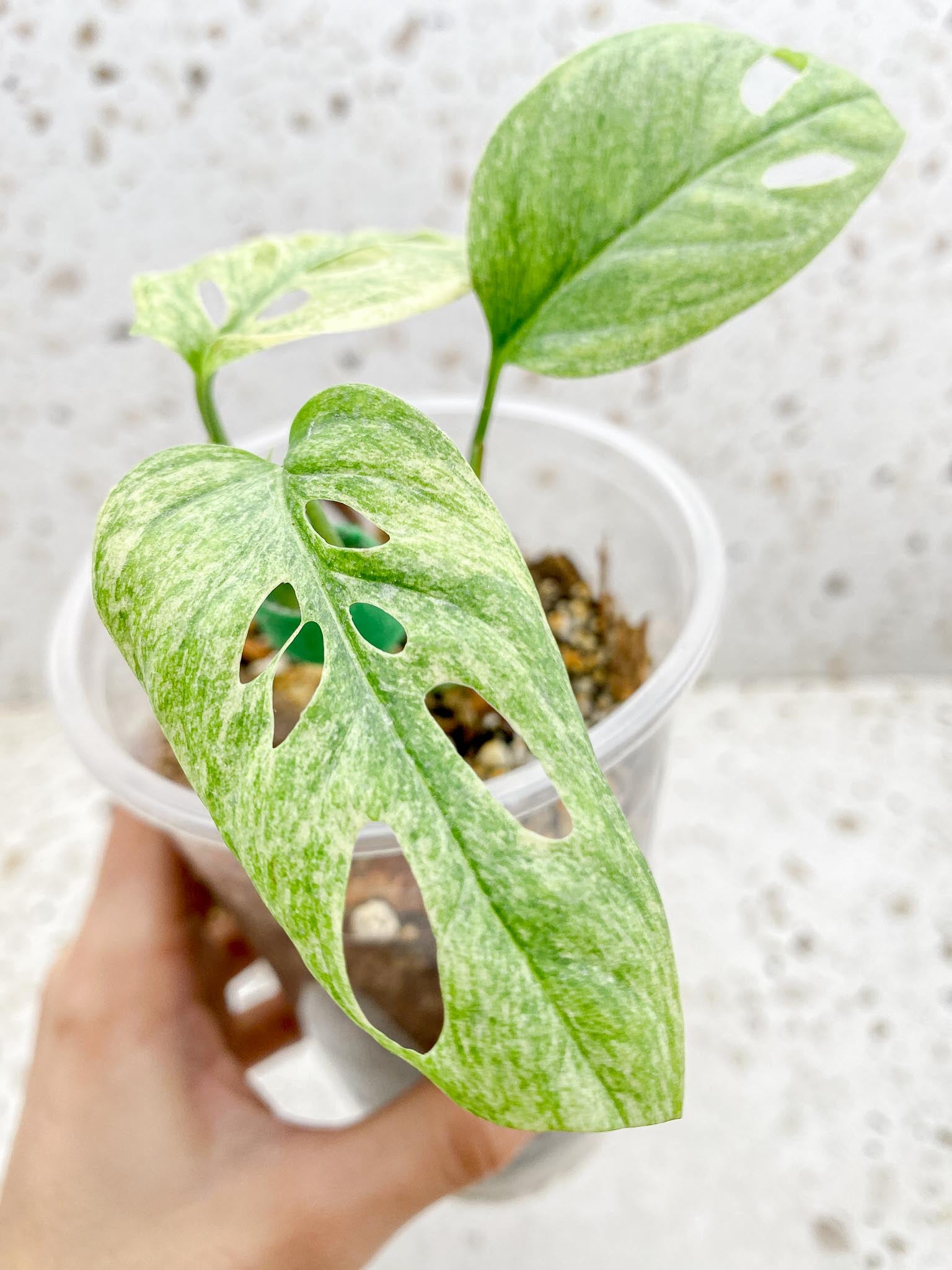 Monstera Acuminata Variegated Mint Multiple Options