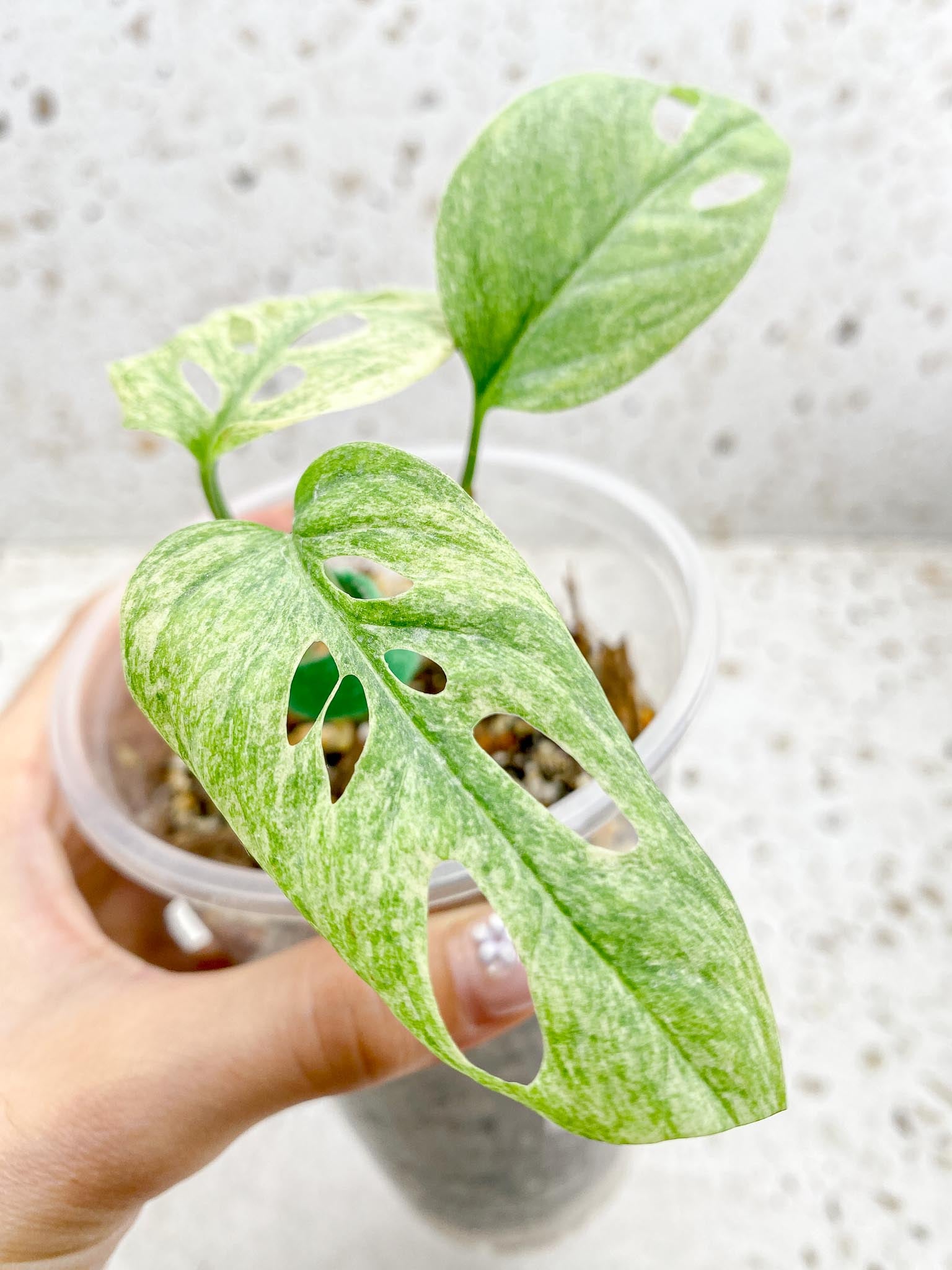 Monstera Acuminata Variegated Mint Multiple Options