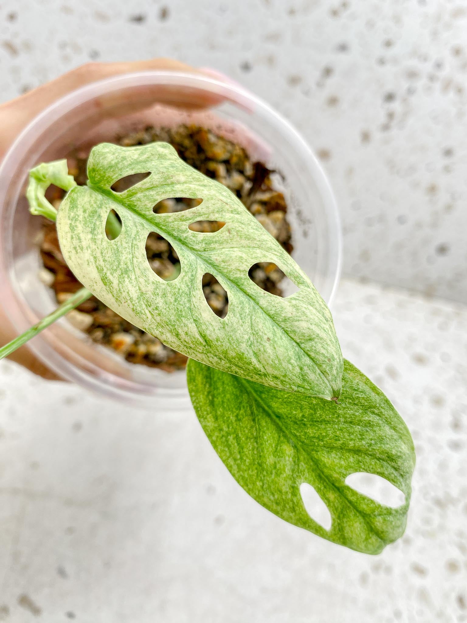 Monstera Acuminata Variegated Mint Multiple Options