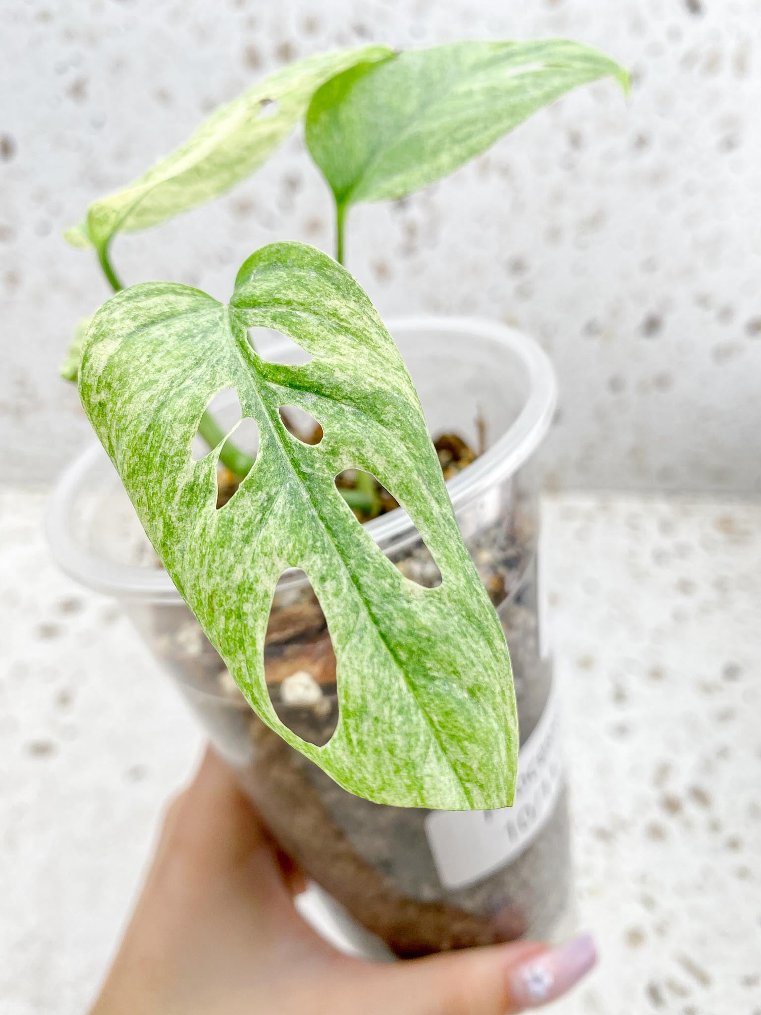 Monstera Acuminata Variegated Mint Multiple Options