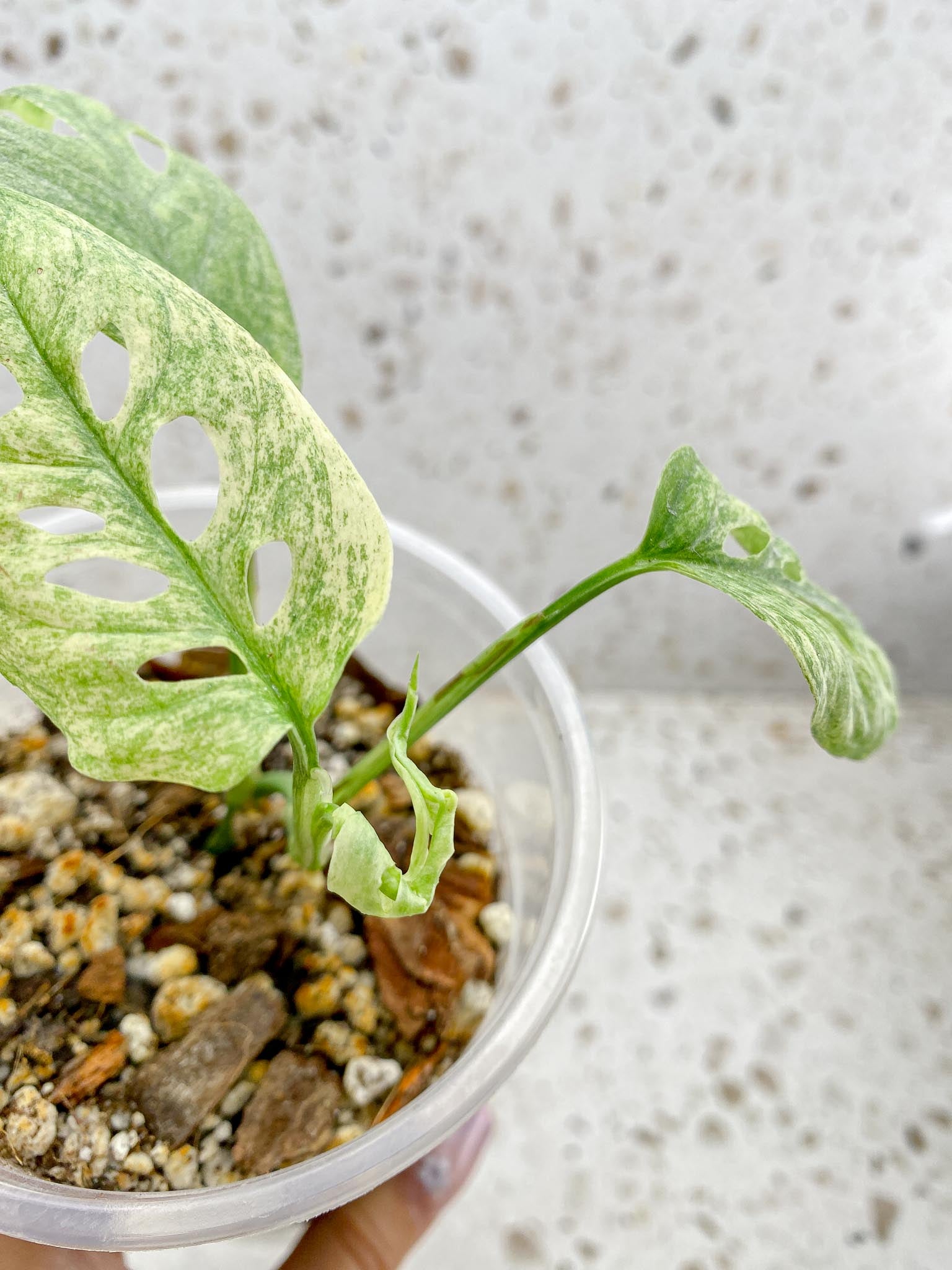 Monstera Acuminata Variegated Mint Multiple Options