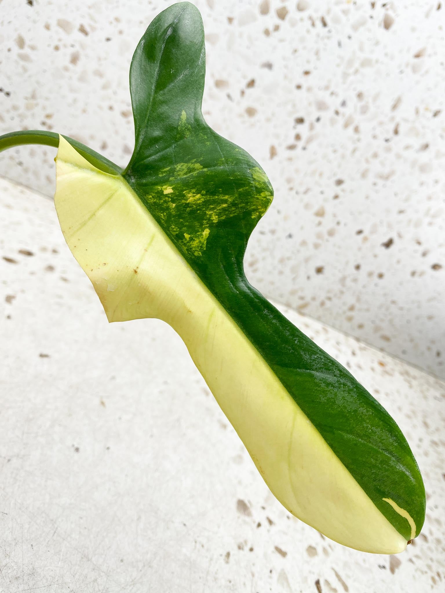 Philodendron Bipennifolium Variegated 1 Leaf 1 Node