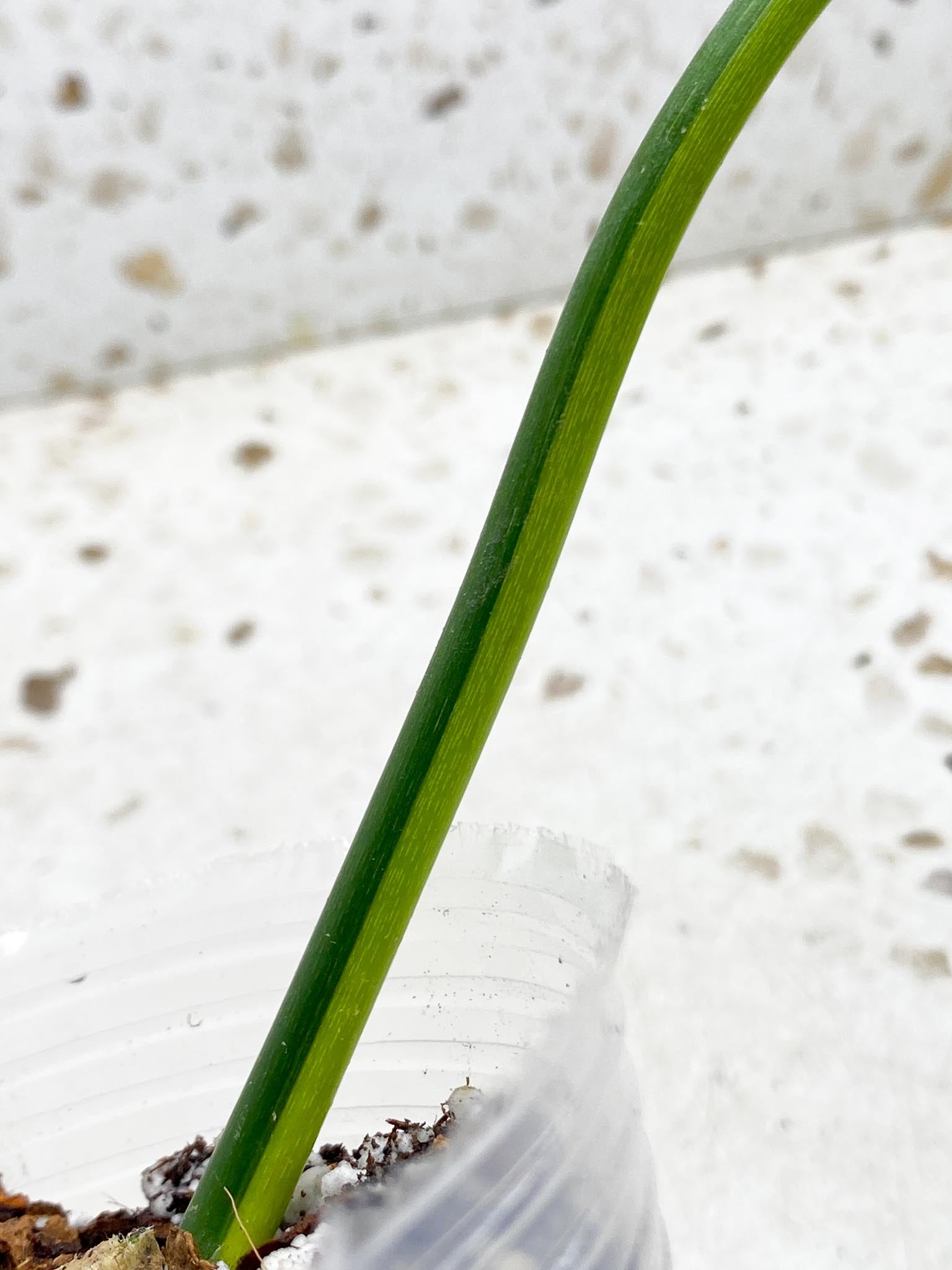 Philodendron Bipennifolium Variegated 1 Leaf 1 Node