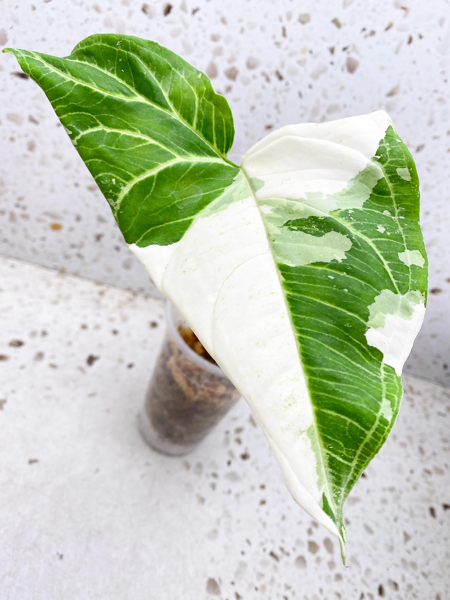 *Syngopnium Batik Variegated 1 Leaf 1 Node Rooted