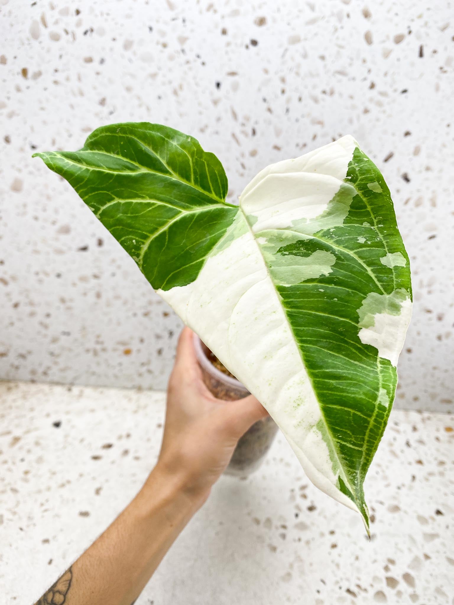 *Syngopnium Batik Variegated 1 Leaf 1 Node Rooted