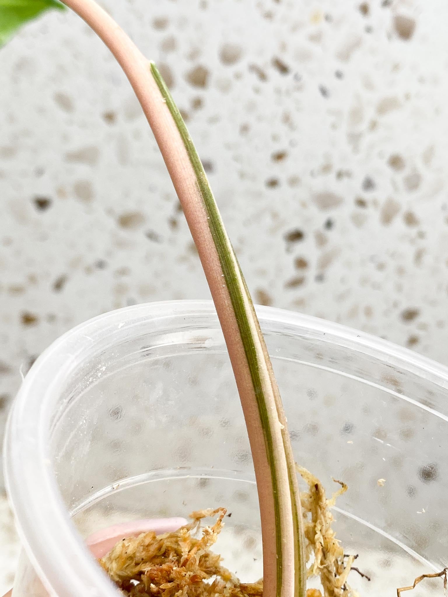 *Syngopnium Batik Variegated 1 Leaf 1 Node Rooted