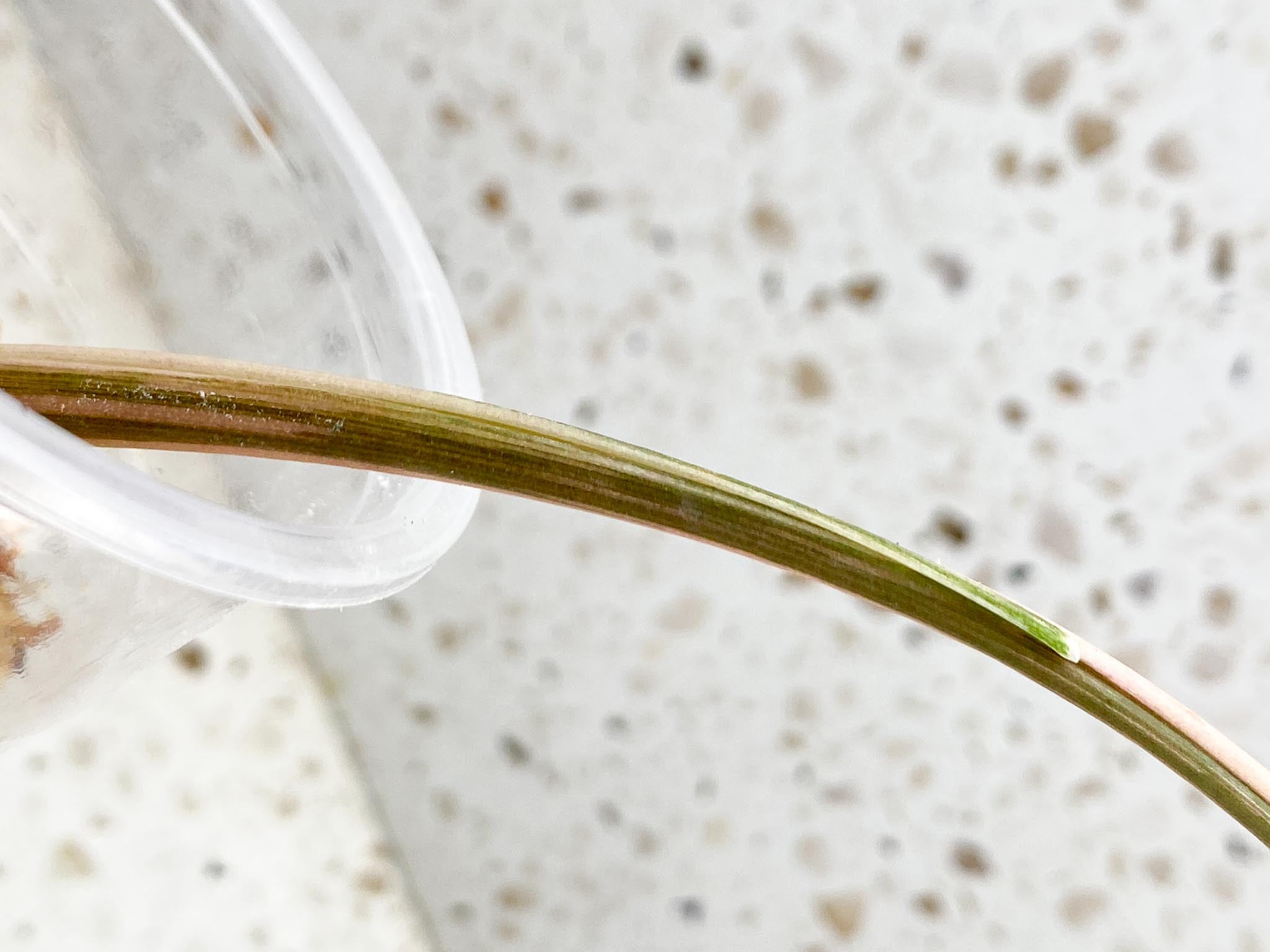 *Syngopnium Batik Variegated 1 Leaf 1 Node Rooted