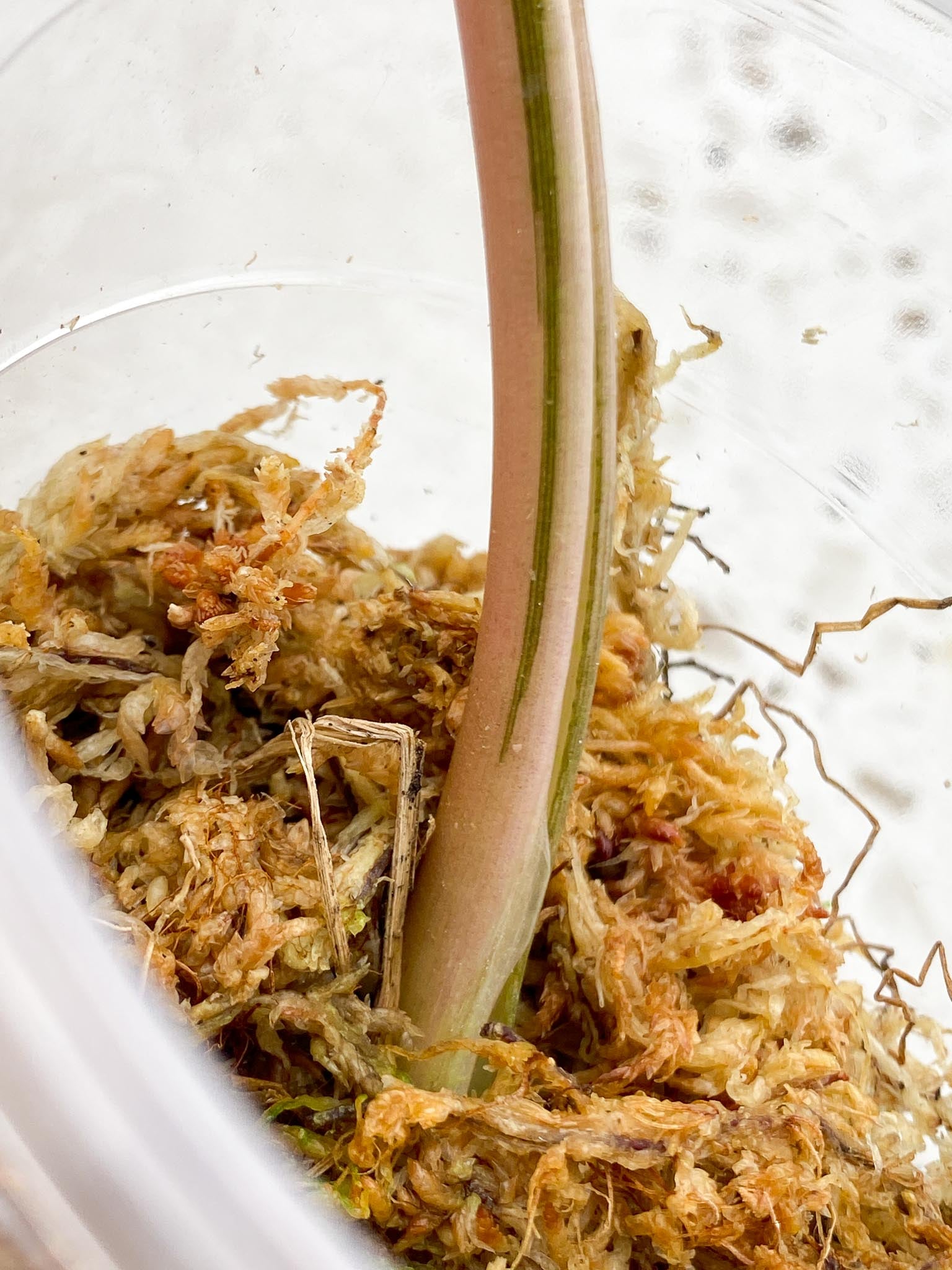 *Syngopnium Batik Variegated 1 Leaf 1 Node Rooted