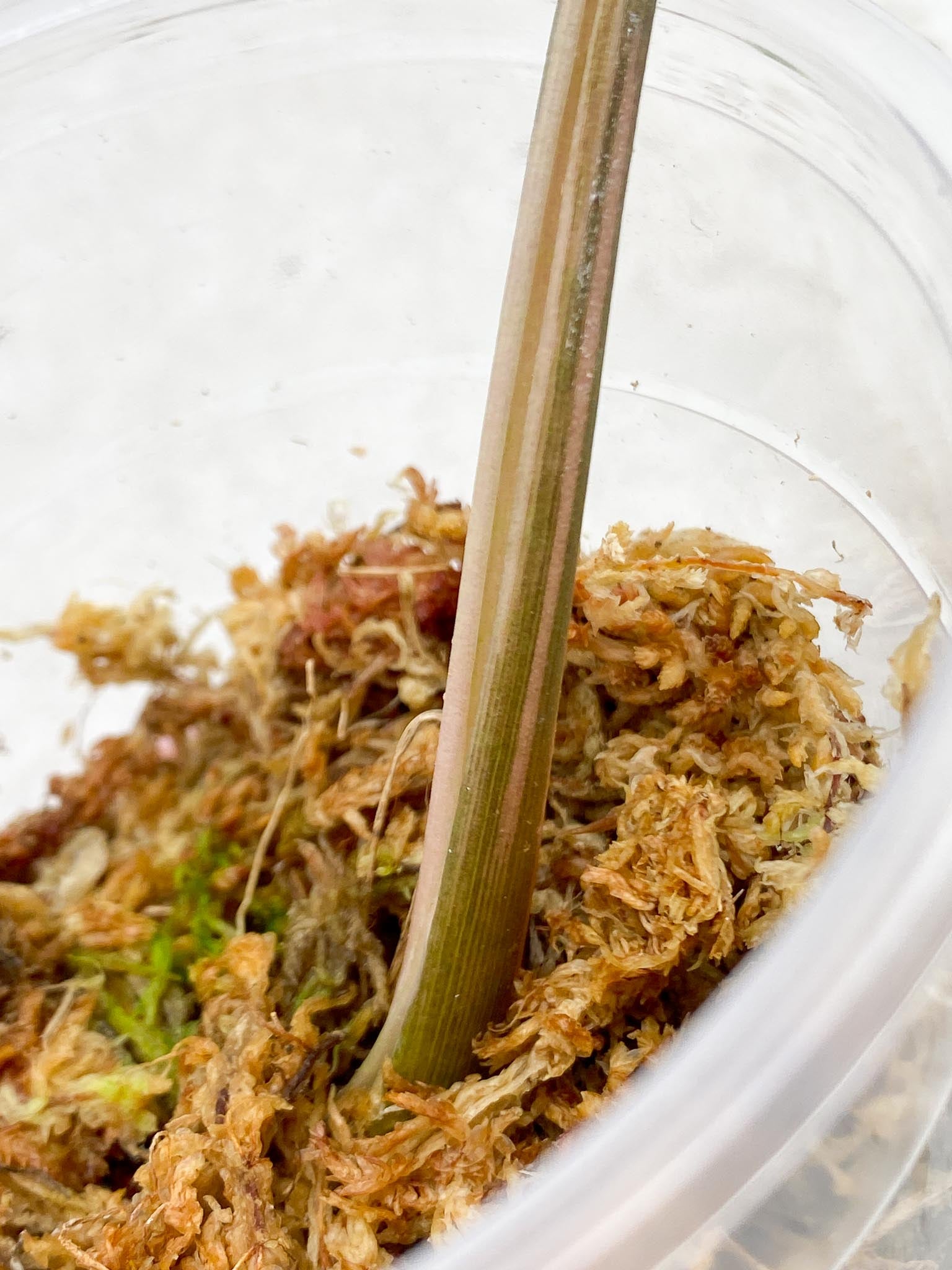 *Syngopnium Batik Variegated 1 Leaf 1 Node Rooted