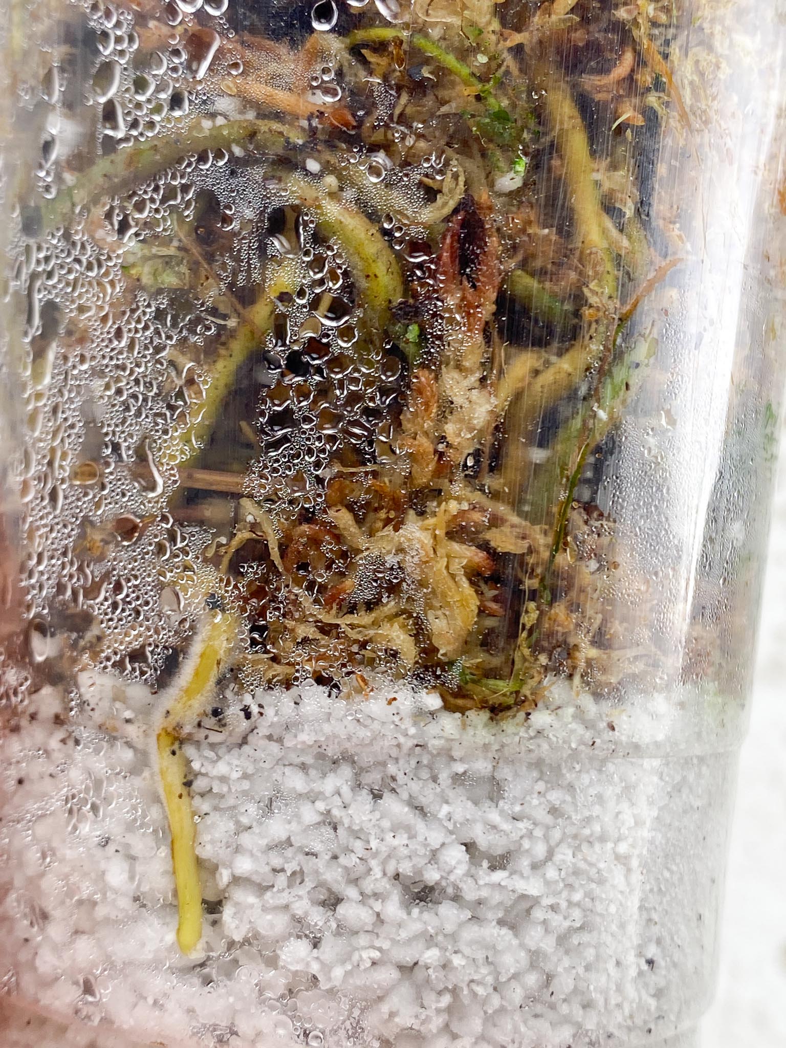 *Syngopnium Batik Variegated 1 Leaf 1 Node Rooted