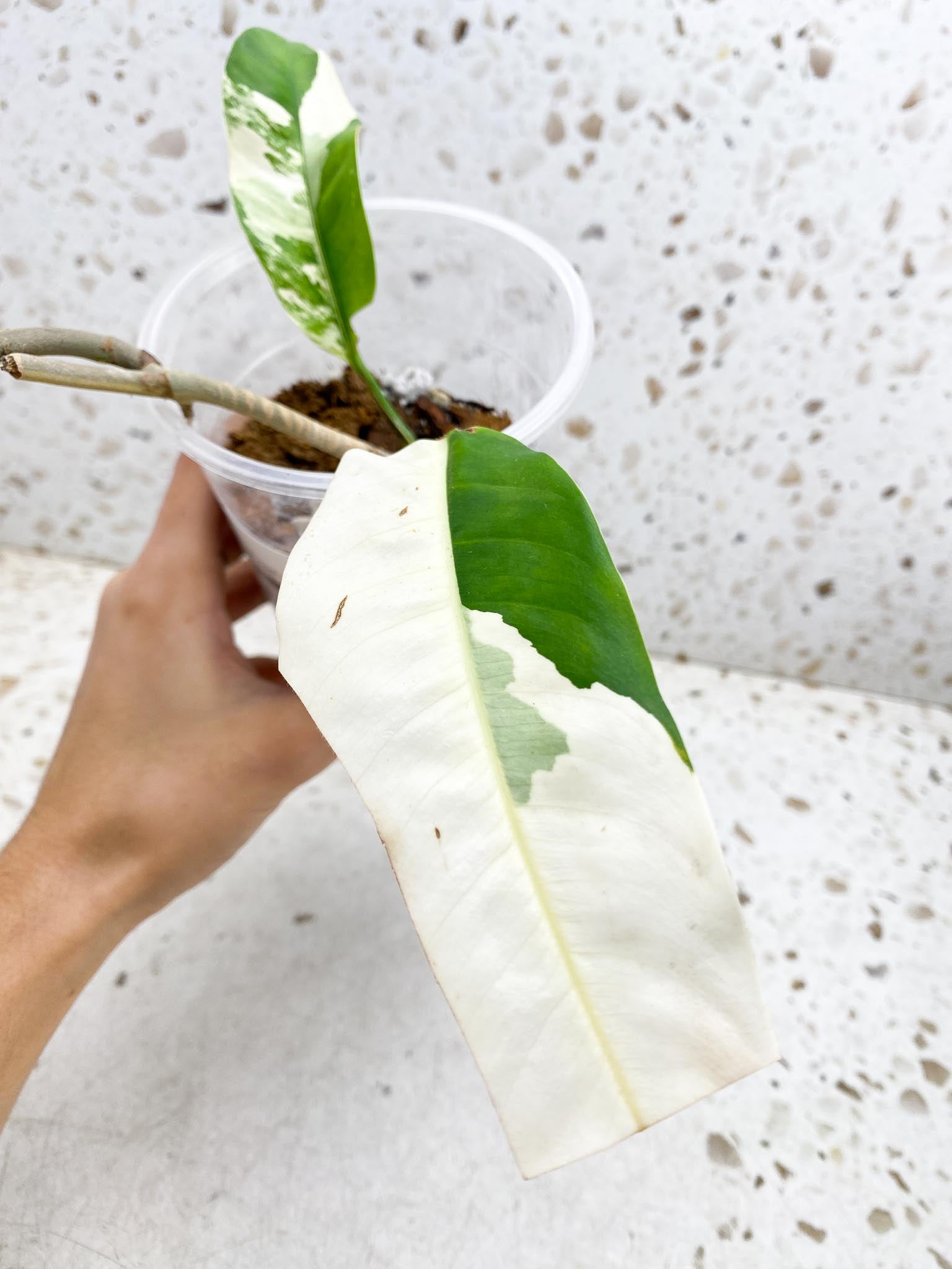 Rhaphidophora Lobbii variegated 2 Leaves Multiple Nodes 1 Sprout Rooted