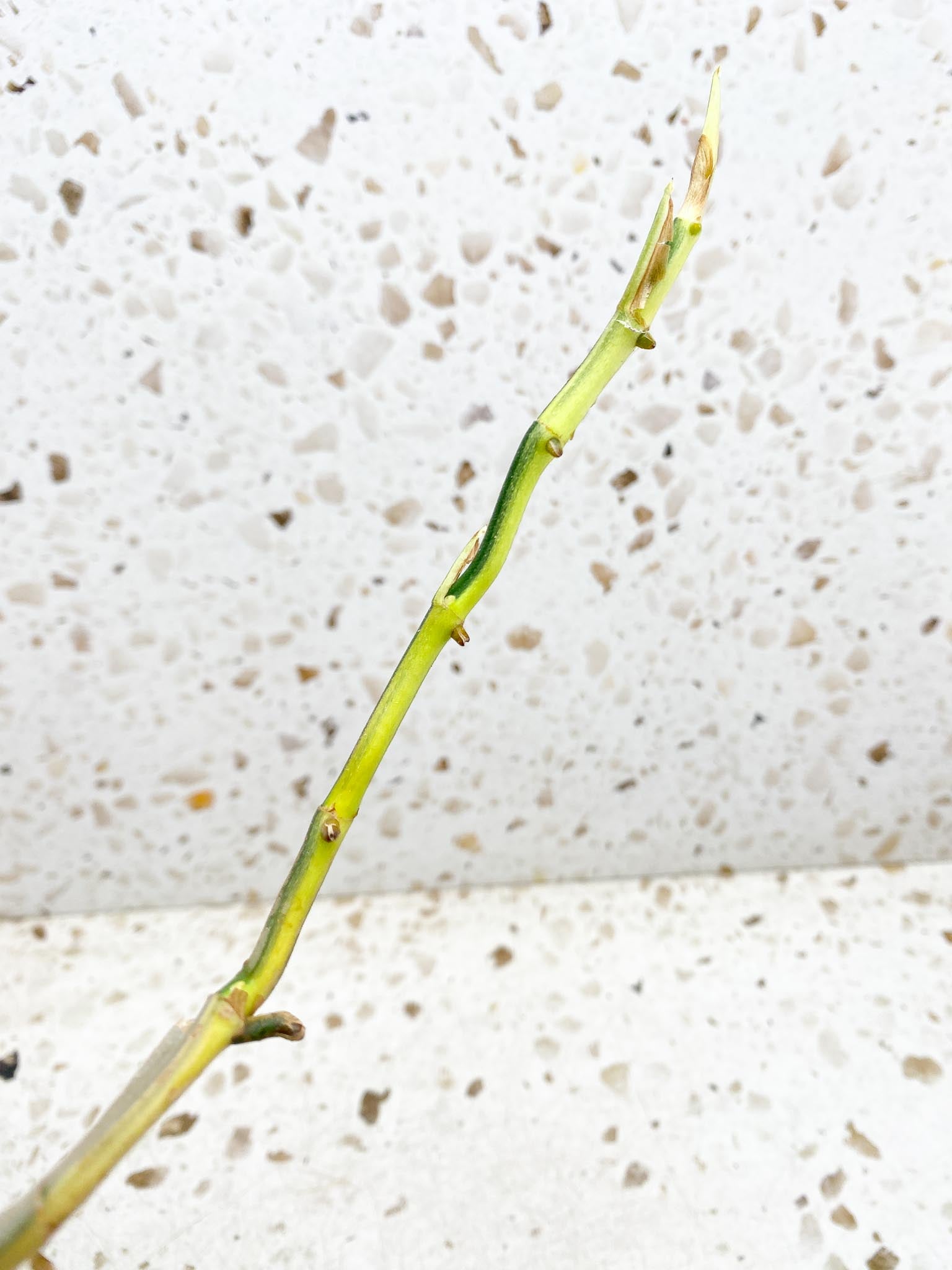 Rhaphidophora Lobbii variegated 2 Leaves Multiple Nodes 1 Sprout Rooted