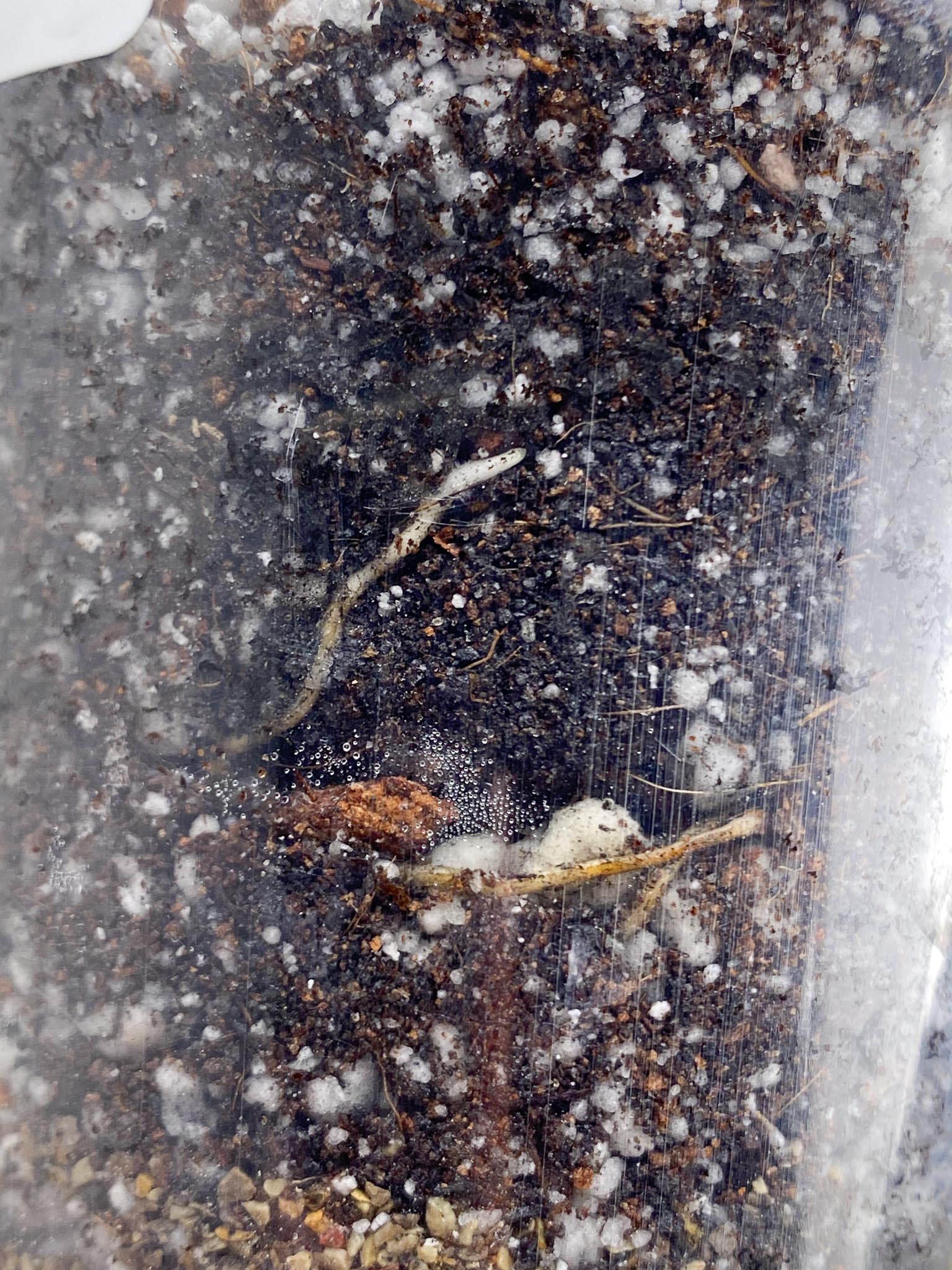 Rhaphidophora Lobbii variegated 2 Leaves Multiple Nodes 1 Sprout Rooted