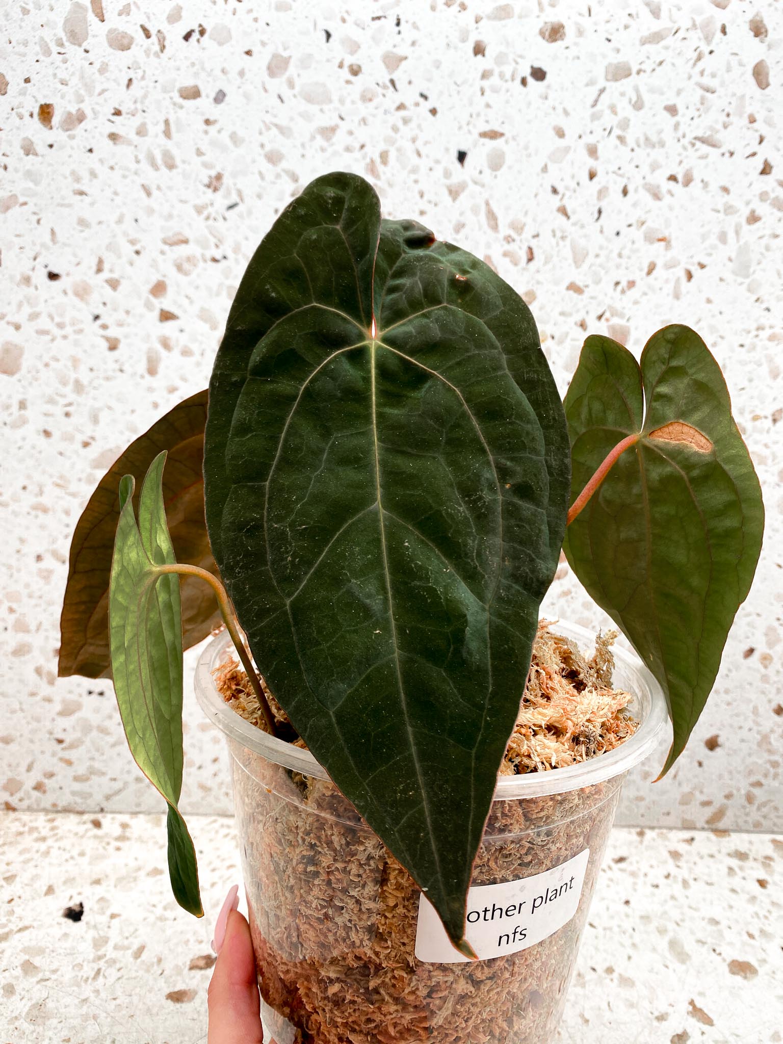 Anthurium Papillilaminum Long and bullet x red vein Dark Phoenix 1 Leaf 1 Node Rooted